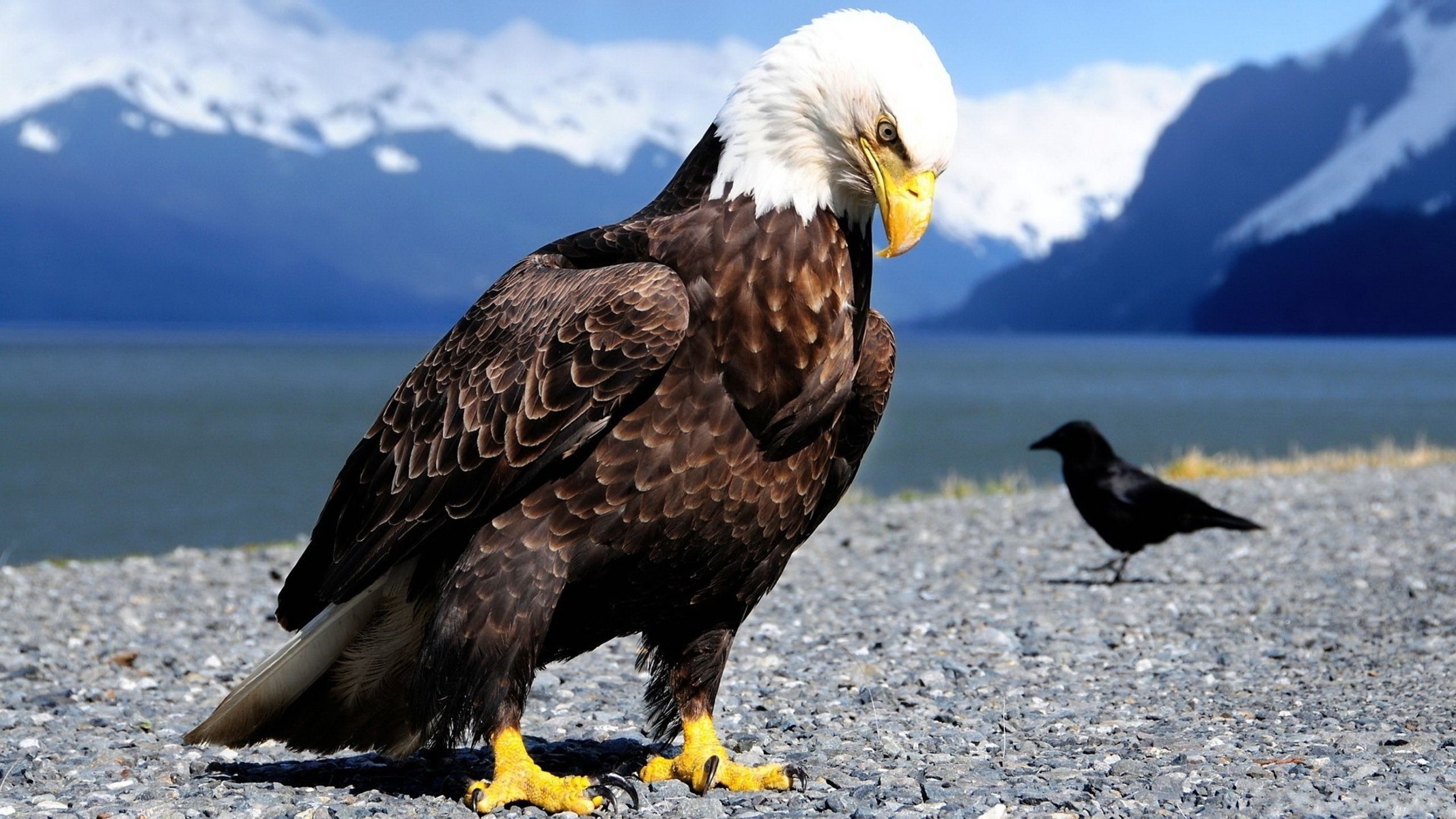 Amazing Eagle Wallpaper - American Eagle Hd , HD Wallpaper & Backgrounds