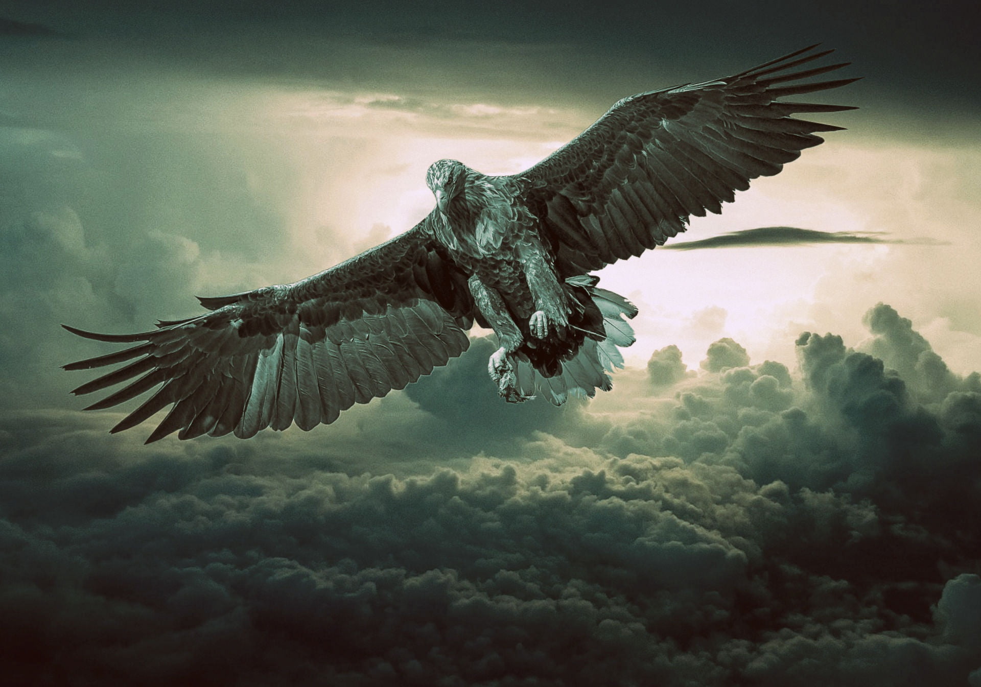 Fantasy Birds Of Prey , HD Wallpaper & Backgrounds