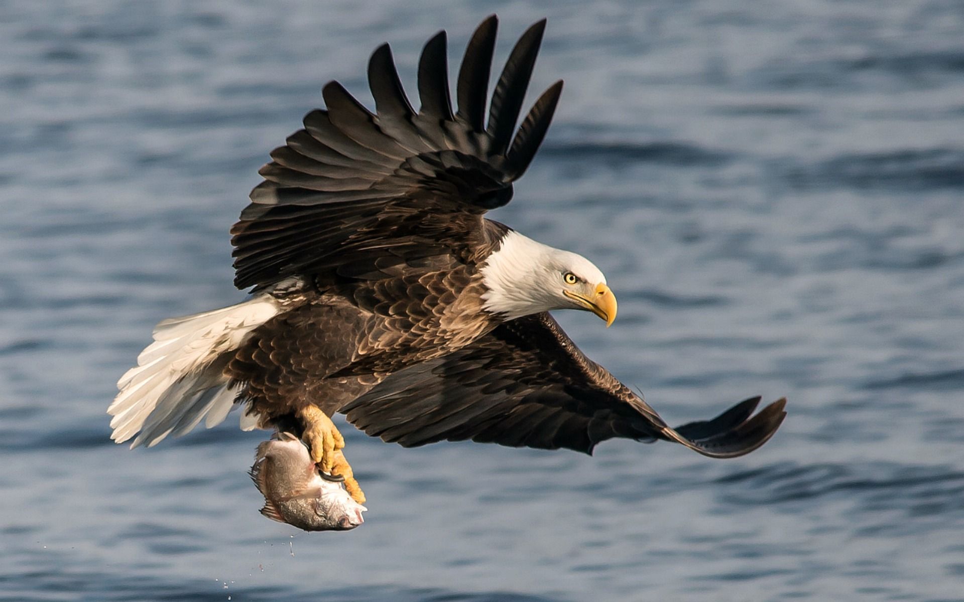 High Definition Eagle Wallpaper For Free Download - Hd Fish Eagle , HD Wallpaper & Backgrounds