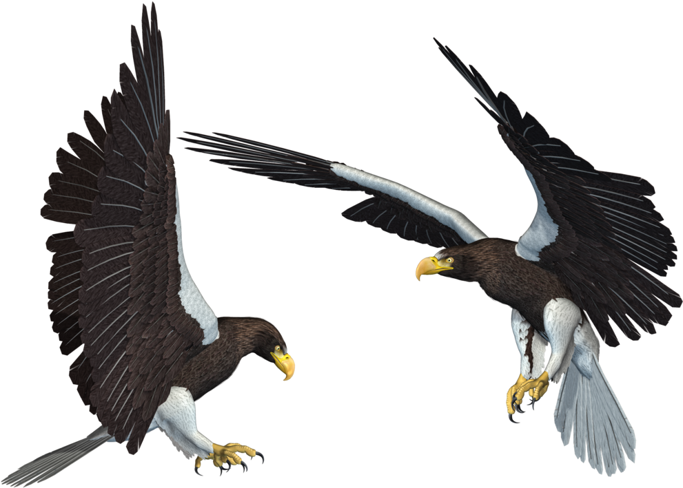 Bald Eagle Png Transparent Picture , HD Wallpaper & Backgrounds