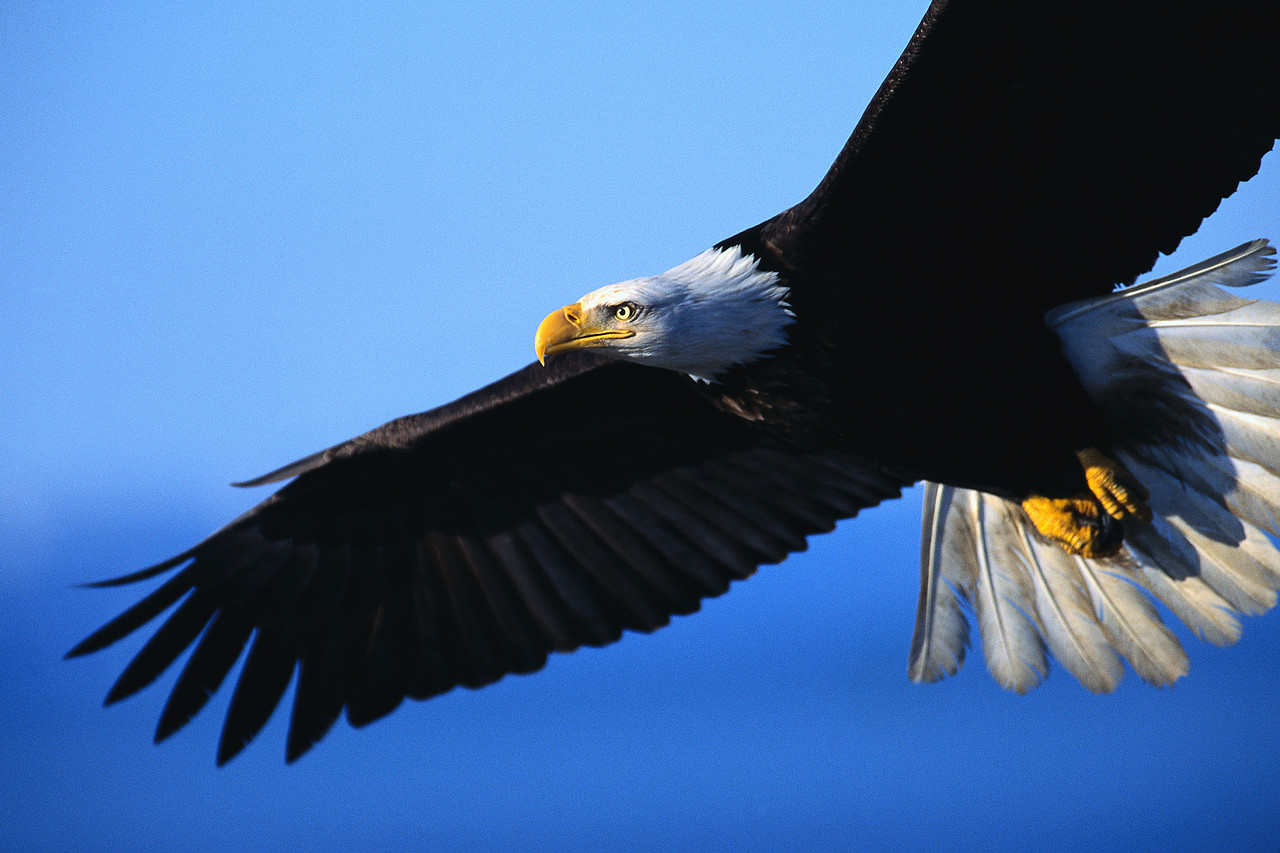 Eagle Wallpaper - Eagle Flying , HD Wallpaper & Backgrounds