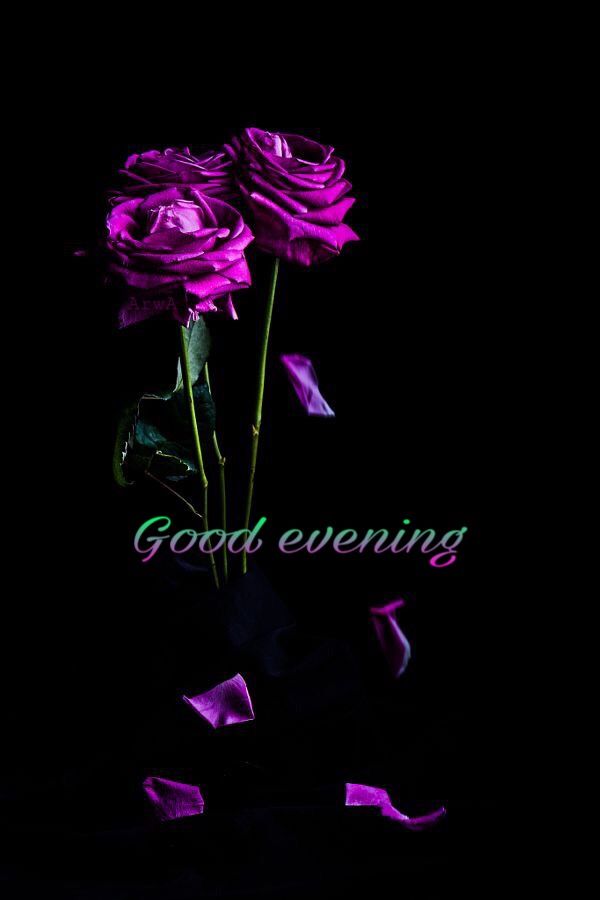 Beautiful Flowers Good Evening Gif , HD Wallpaper & Backgrounds