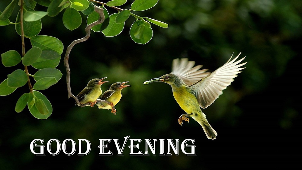 Good Evening Humming Bird Hd Wallpapers , HD Wallpaper & Backgrounds
