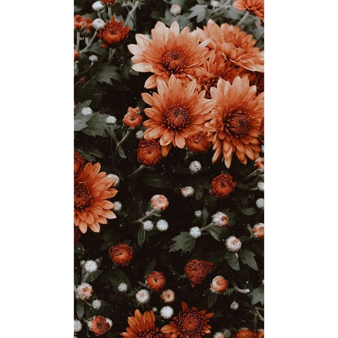 Aesthetic Flowers , HD Wallpaper & Backgrounds