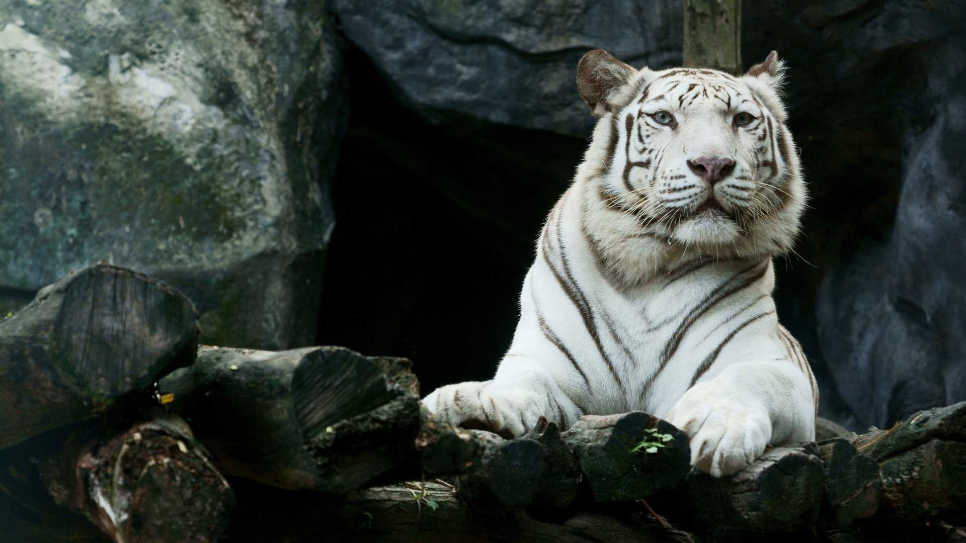 Big White Tiger Hd, White Tiger, Tiger, Animals, Hd,hd - Big Cats , HD Wallpaper & Backgrounds