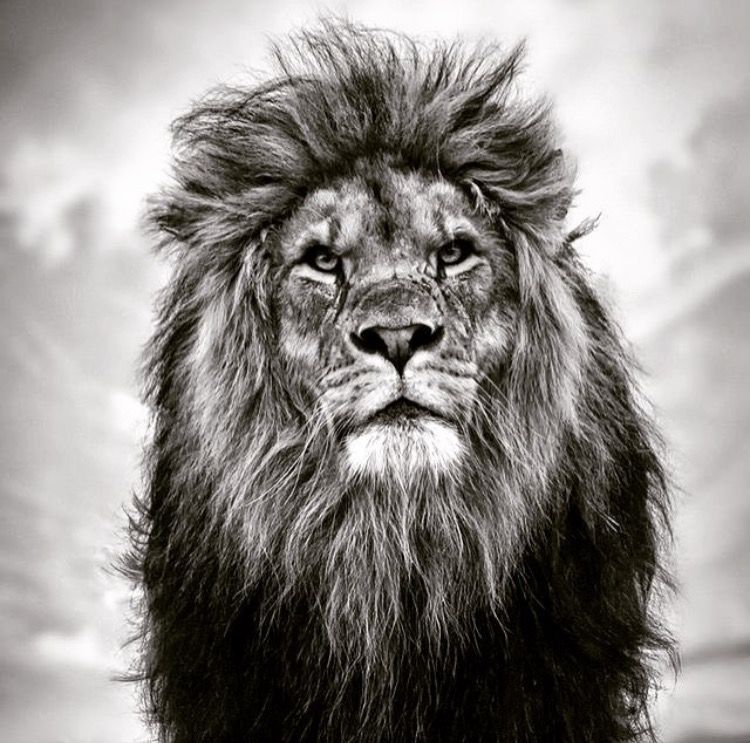 Lion Quotes I Love It When People Underestimate Me , HD Wallpaper & Backgrounds