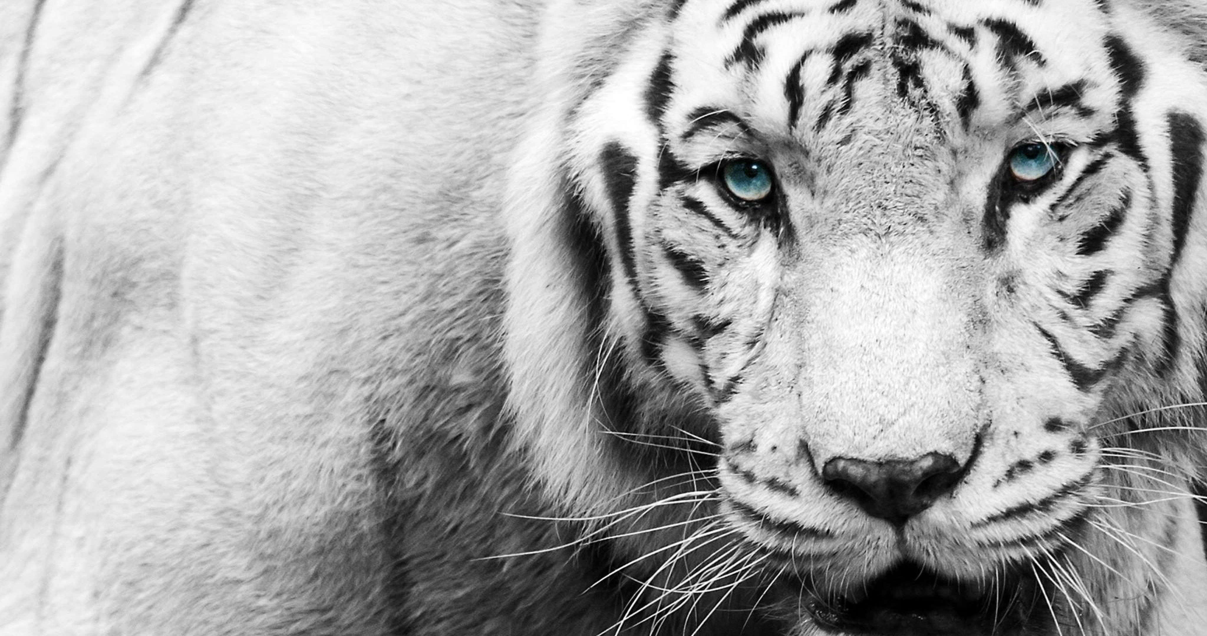 Fondos De Pantalla De Tigres Blancos , HD Wallpaper & Backgrounds