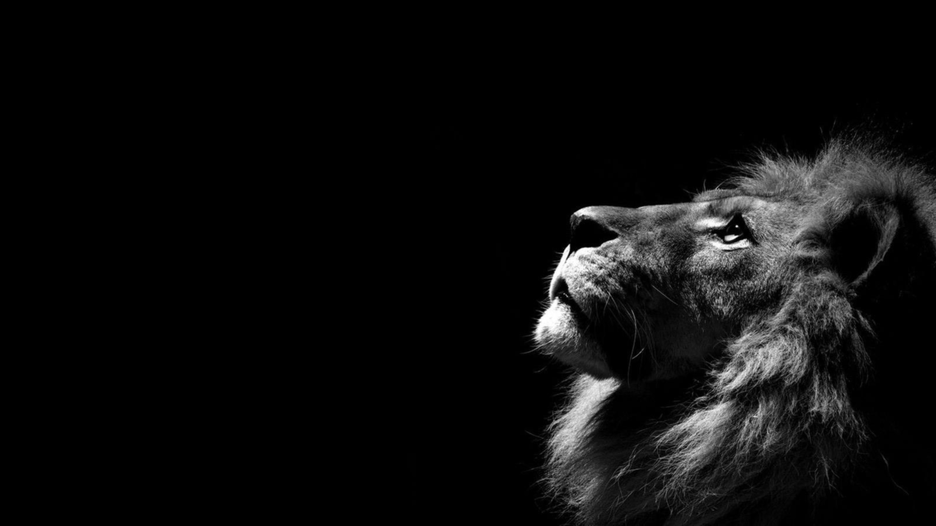 Lion Hd Wallpaper - Pc Wallpaper Lion , HD Wallpaper & Backgrounds