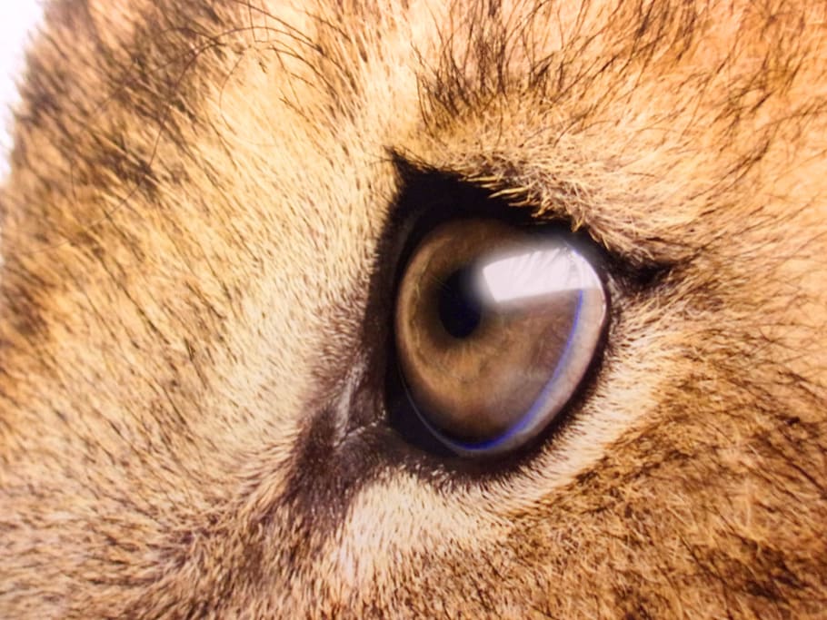 Lion S Sad Eyes - Close Up Lion Eyes , HD Wallpaper & Backgrounds