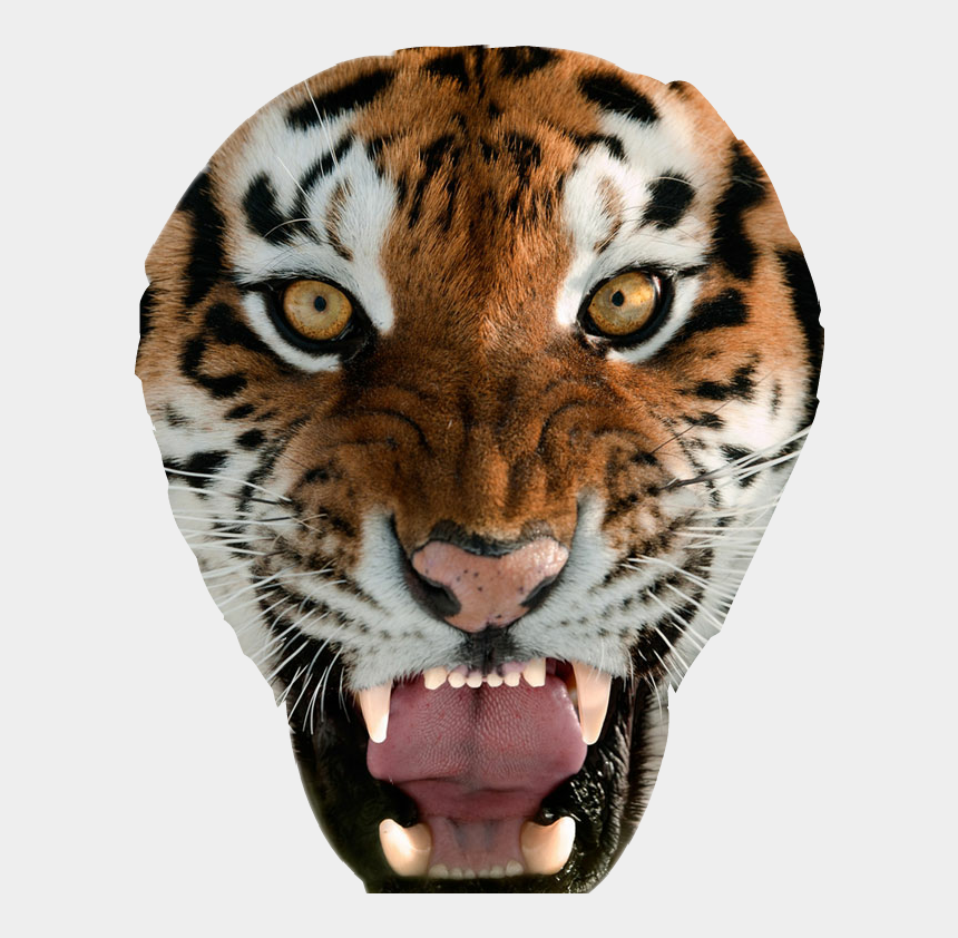 Tiger Face Clipart, Cartoons - Tiger With Gold Eyes , HD Wallpaper & Backgrounds