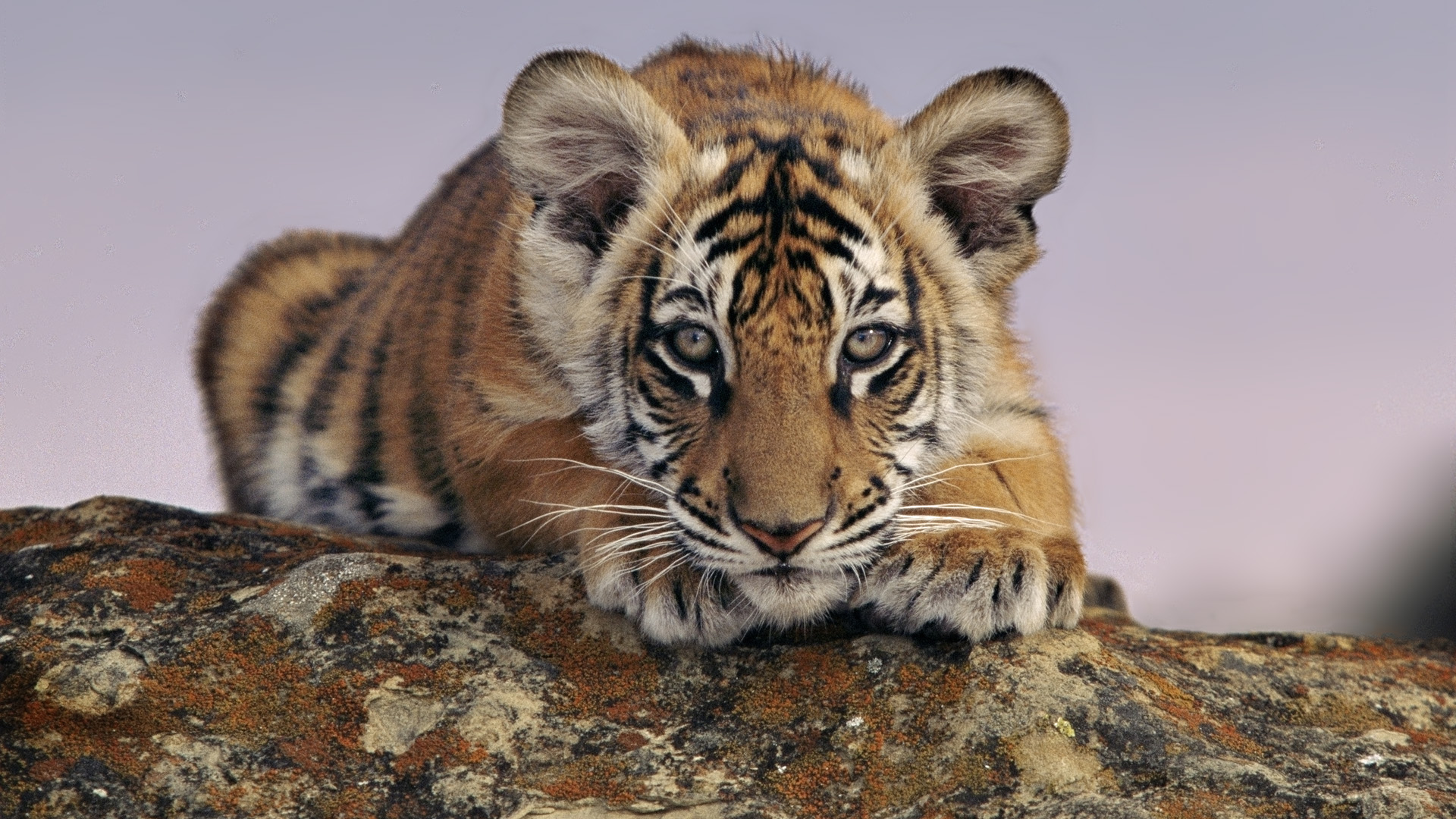 Baby Tiger Wallpaper - World Wildlife Fund , HD Wallpaper & Backgrounds