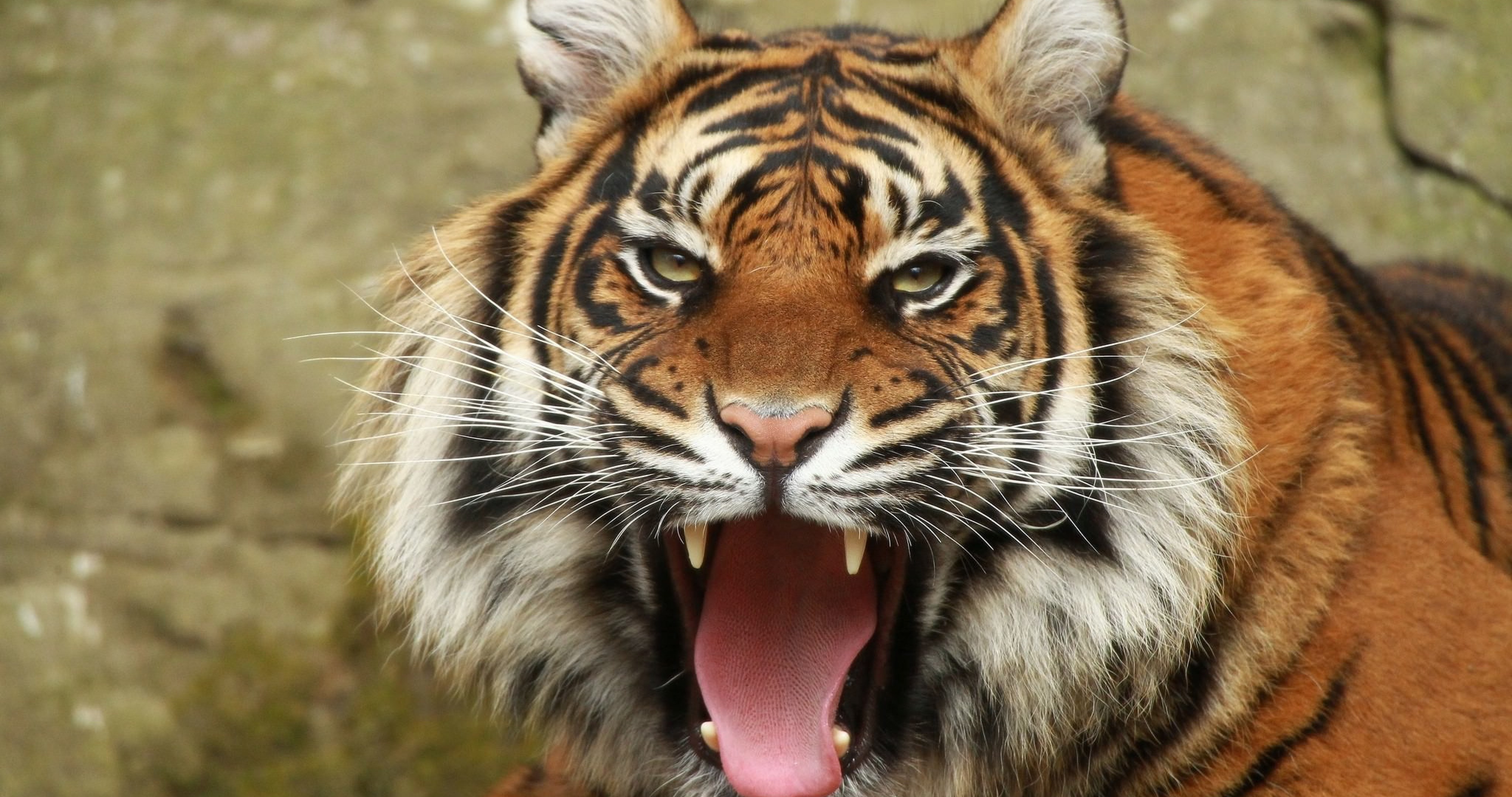 Tiger Amazing , HD Wallpaper & Backgrounds