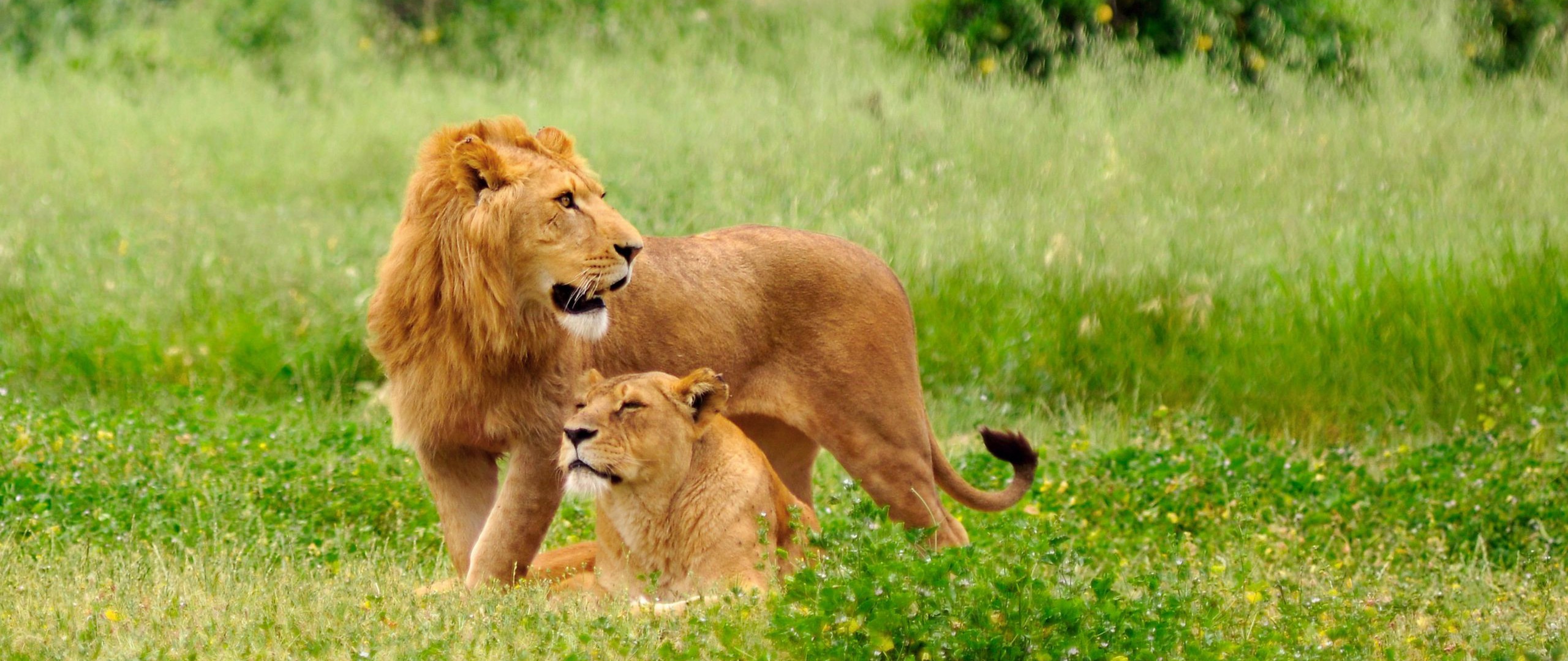 Lion And Lioness Hd , HD Wallpaper & Backgrounds