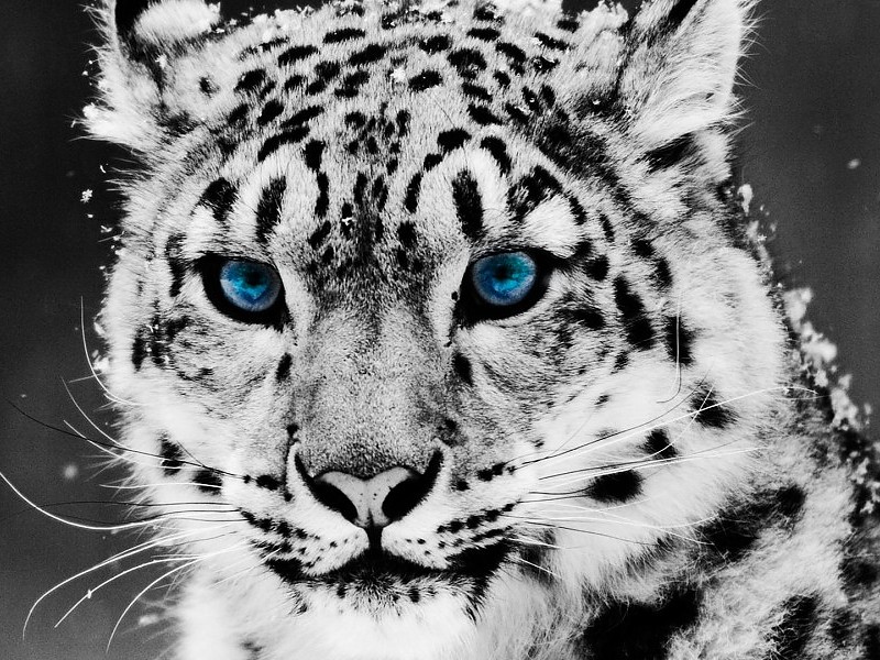 White Tiger Hd Wallpaper - Ghost Leopard , HD Wallpaper & Backgrounds