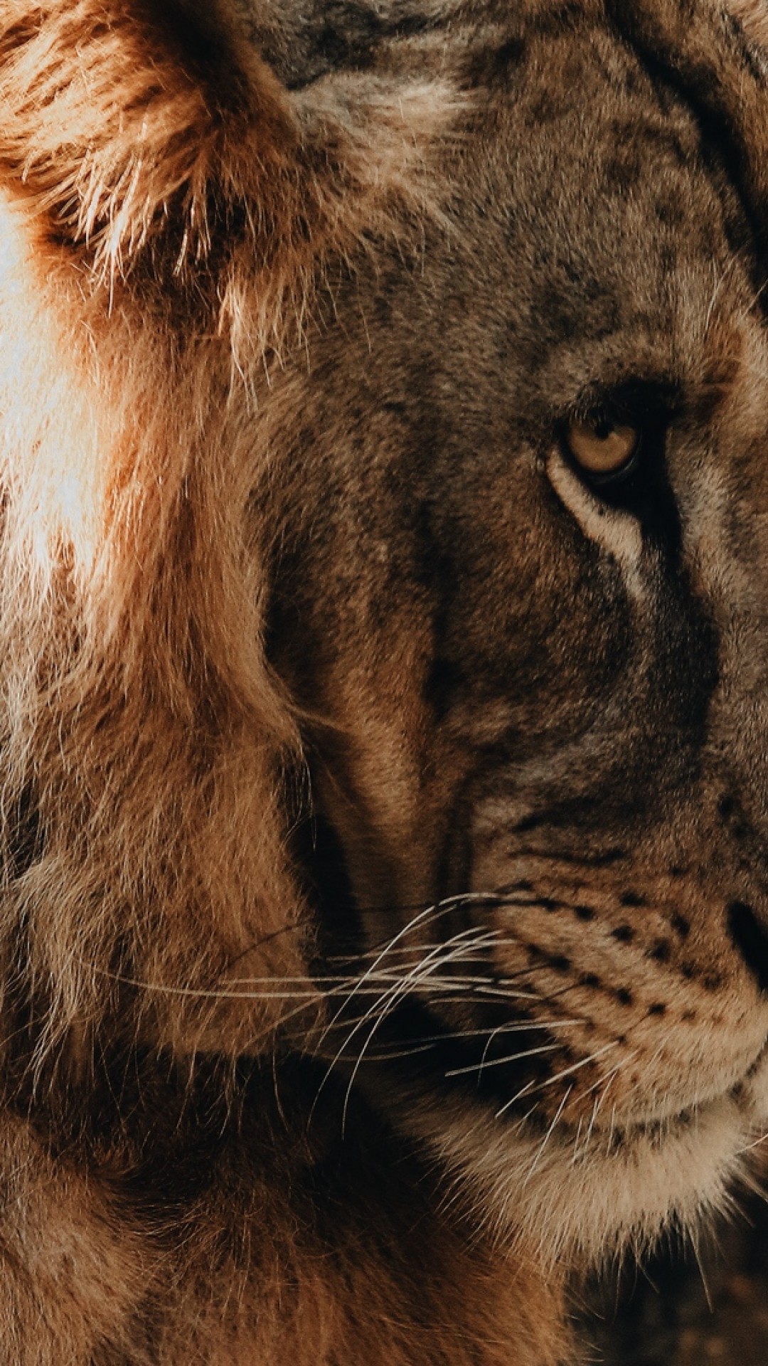 Lion Hd Wallpaper Iphone 6 , HD Wallpaper & Backgrounds