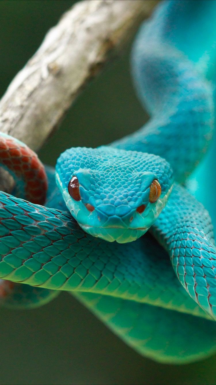 Viper Snake , HD Wallpaper & Backgrounds