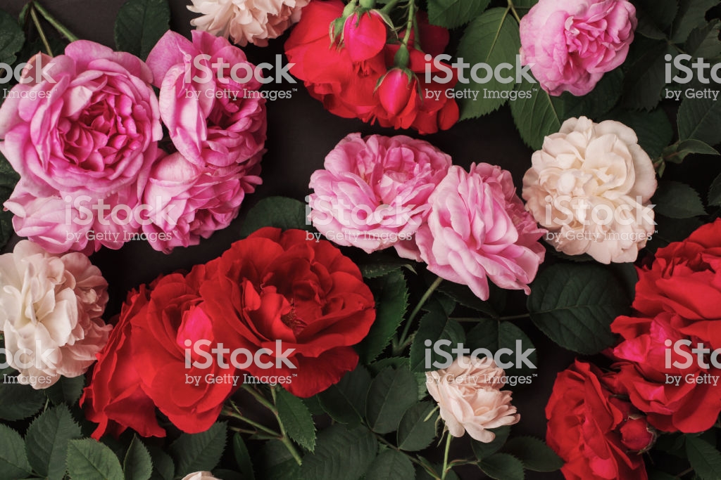 Istock Logo - Garden Roses , HD Wallpaper & Backgrounds