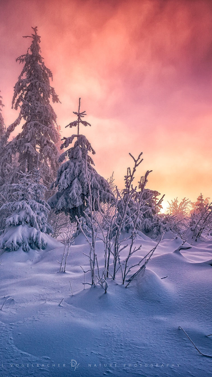 Winter Forest , HD Wallpaper & Backgrounds