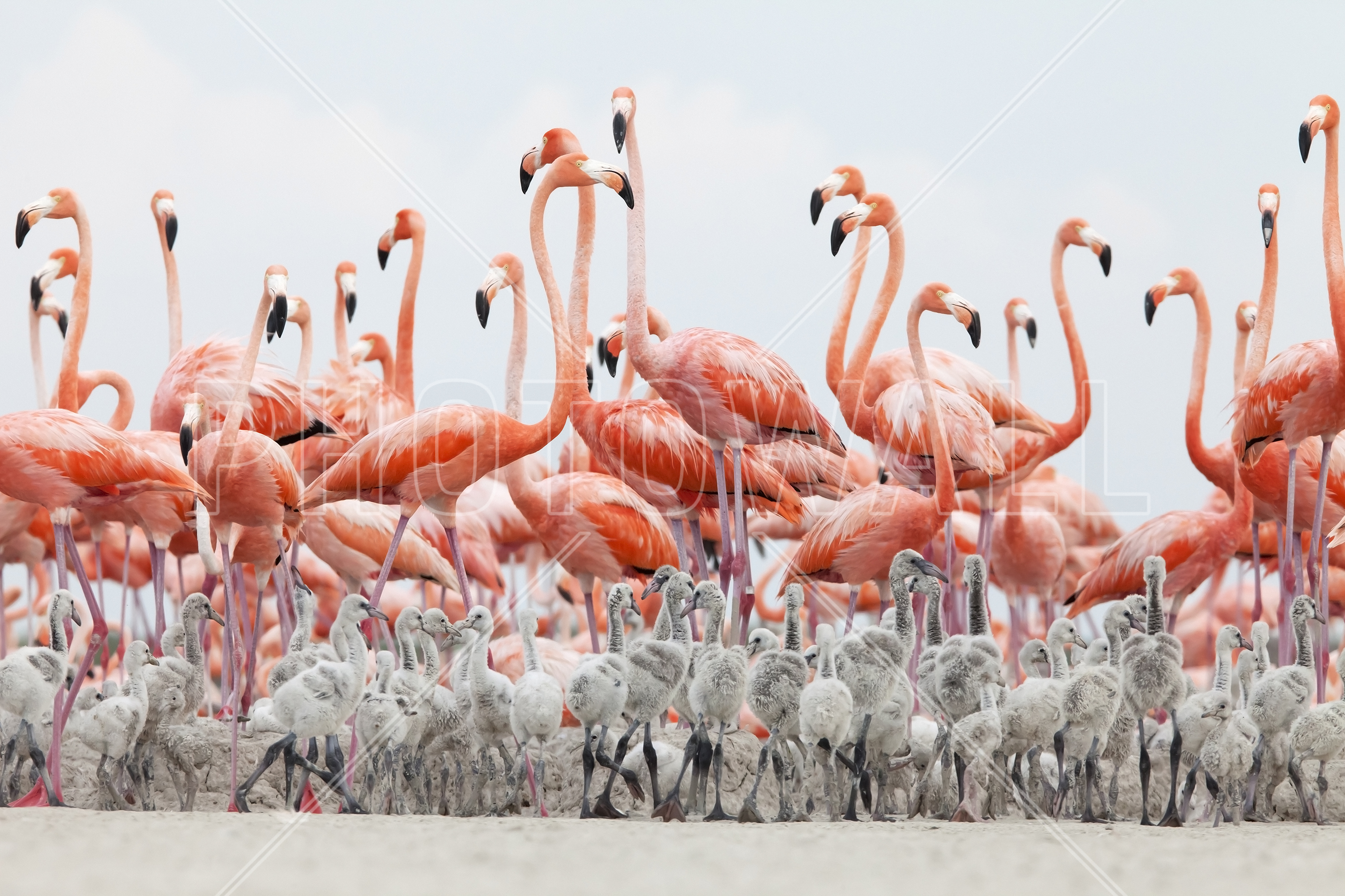 Caribbean Flamingo - Wallpaper - Flamingo Creche , HD Wallpaper & Backgrounds