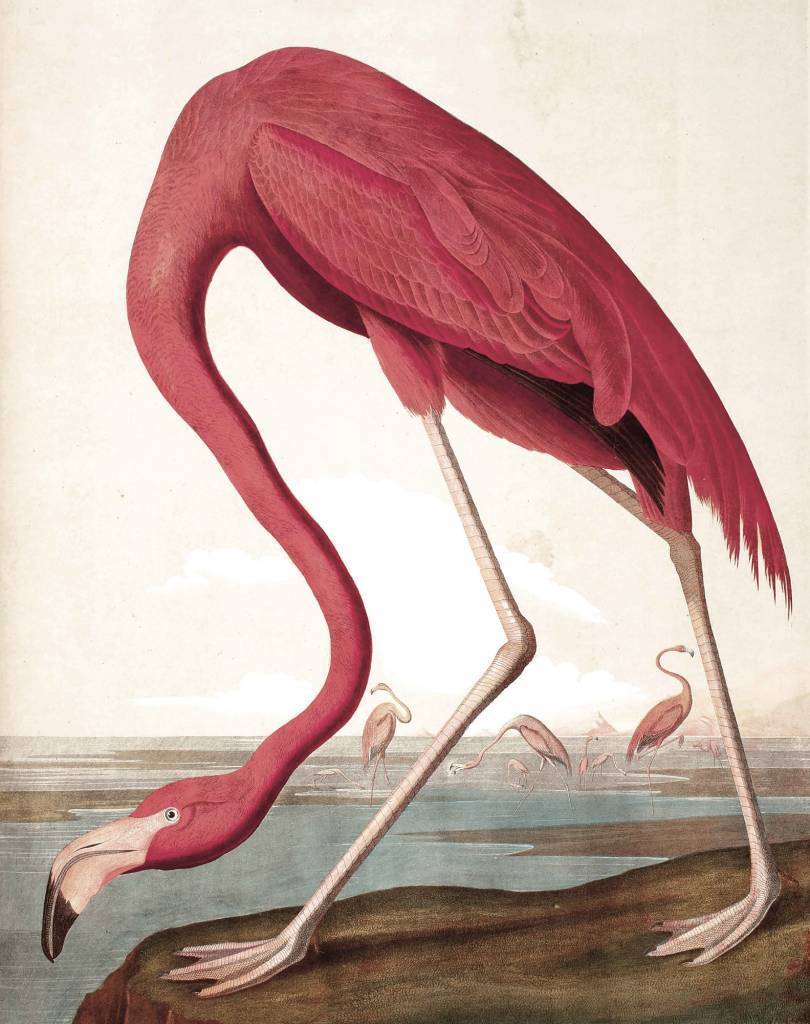 Kek Amsterdam Wallpaper Panel Flamingo - American Flamingo Audubon Painting , HD Wallpaper & Backgrounds