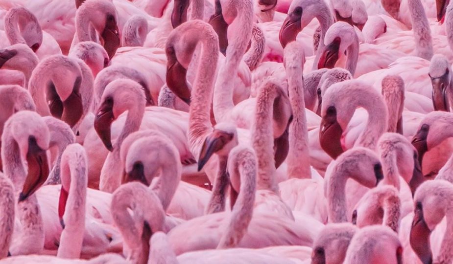 Greater Flamingo , HD Wallpaper & Backgrounds