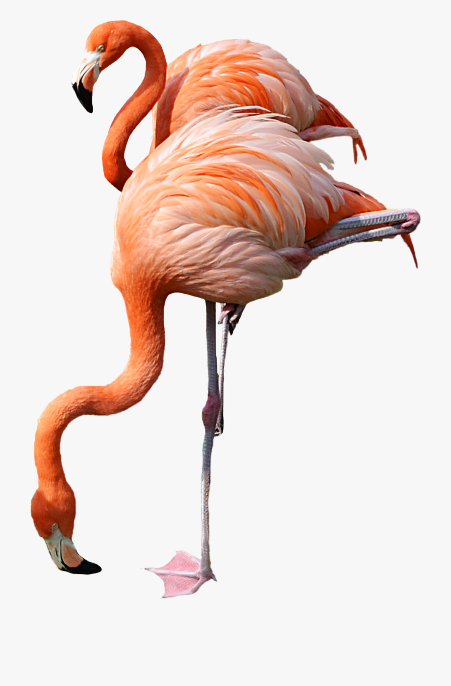 Flamingo Clipart Clear Background - Flamingo Png , HD Wallpaper & Backgrounds