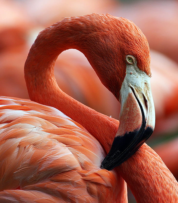 Close-up Photo Of Red And White Swan, Flamingo, Flamingo, - Flamingo Hd Close Up , HD Wallpaper & Backgrounds