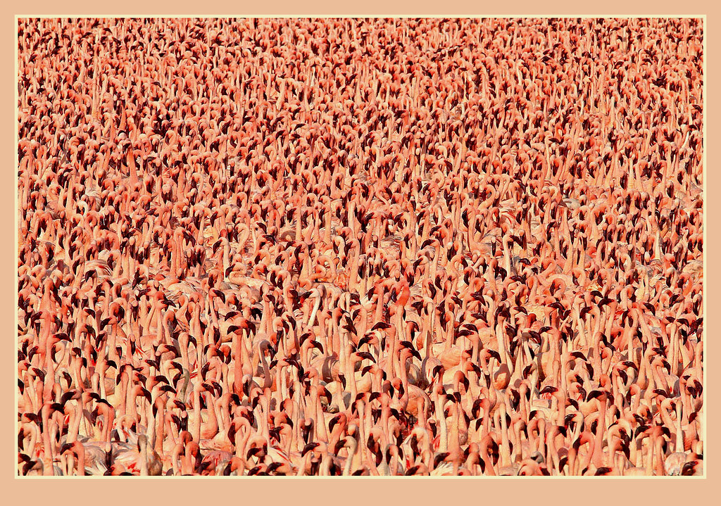 Flamingo Wallpaper , HD Wallpaper & Backgrounds
