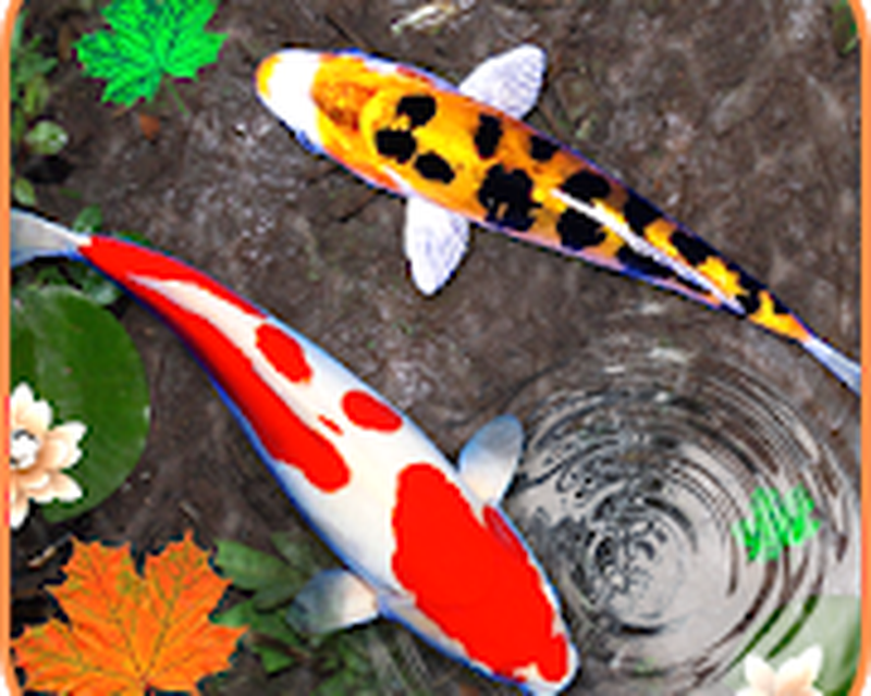 Koi Fish Live Wallpaper - Fish Wallpaper Hd 3d Free Download , HD Wallpaper & Backgrounds