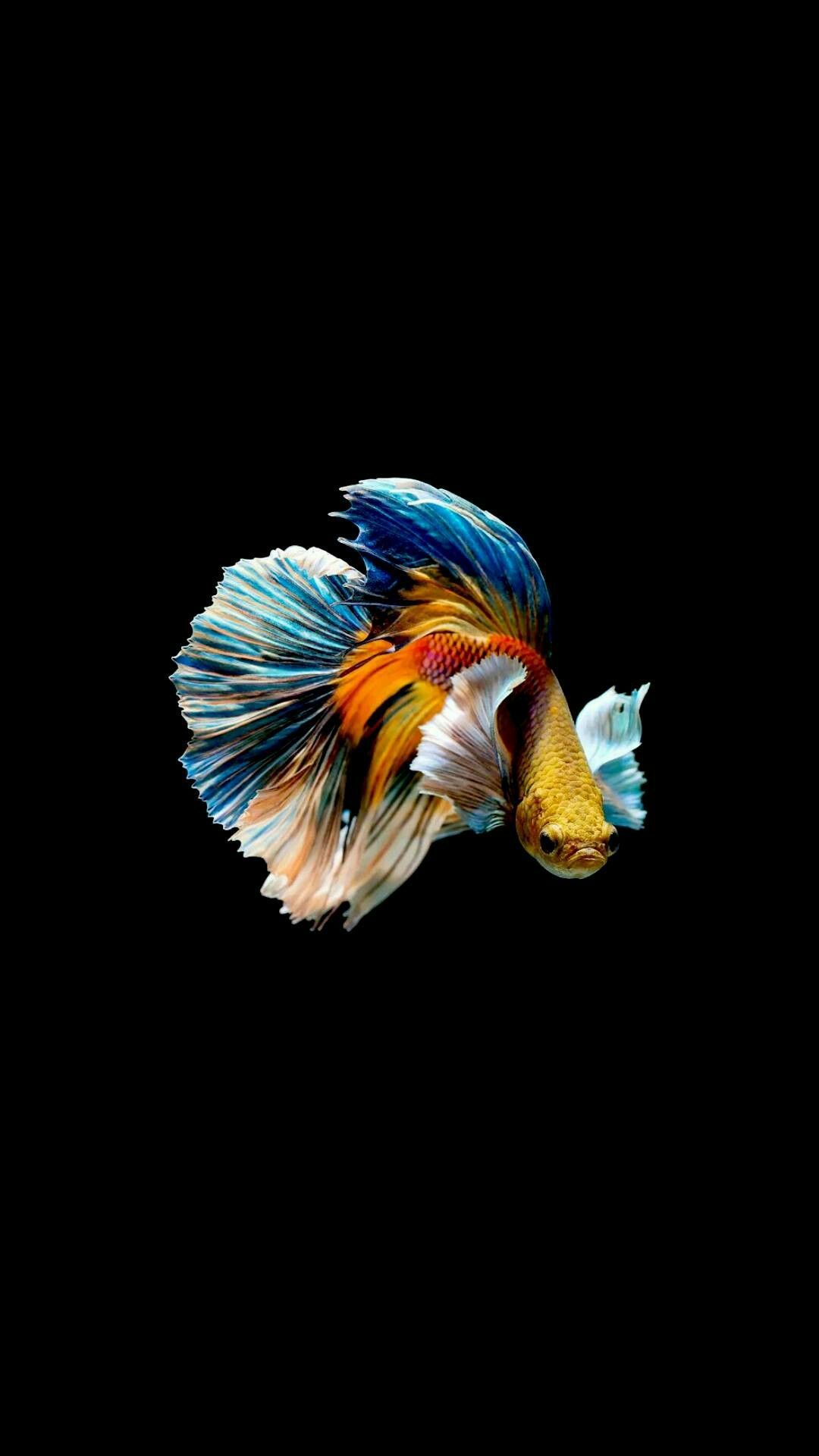 fish live wallpaper for android