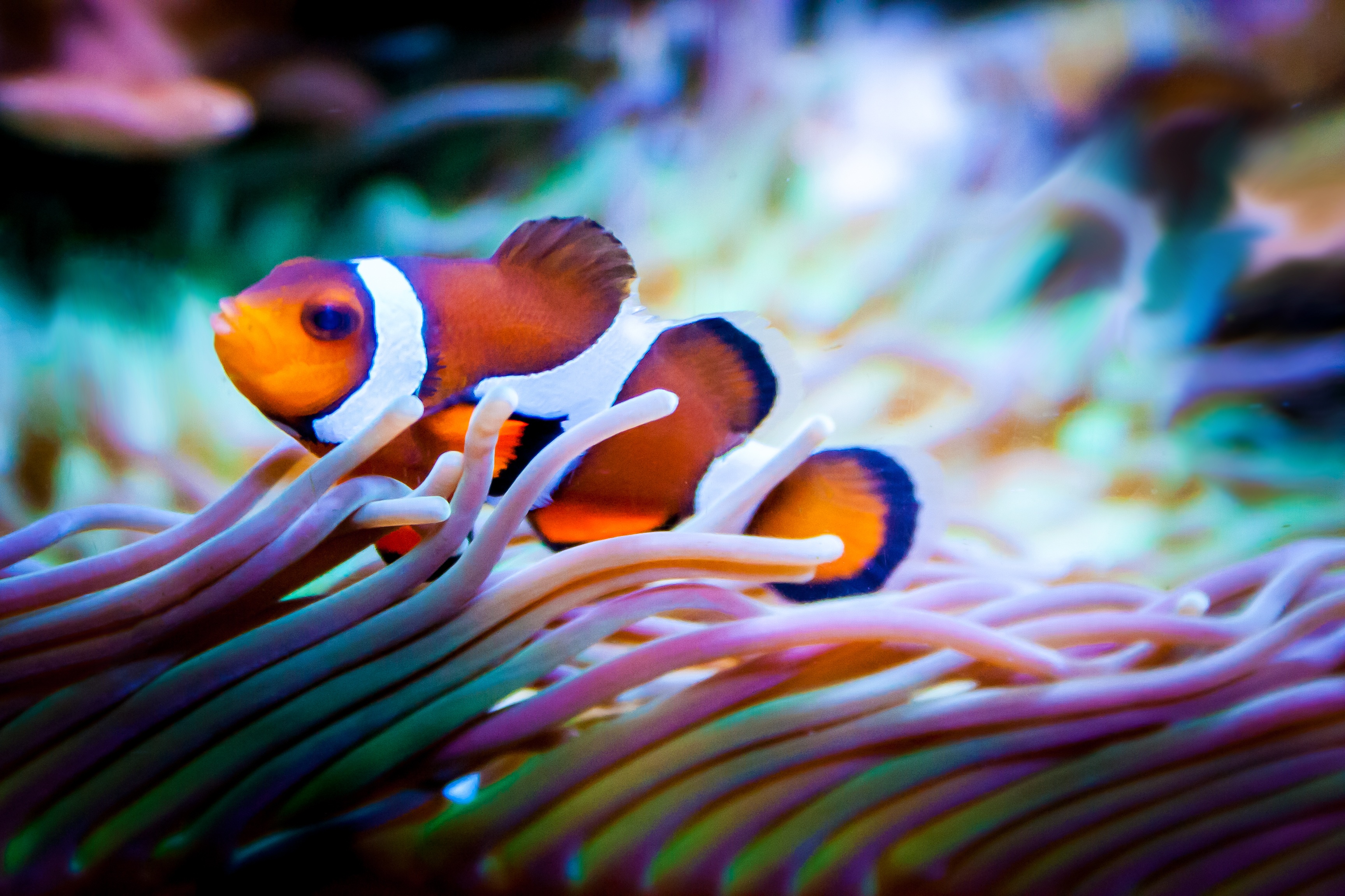 Clown Fish , HD Wallpaper & Backgrounds