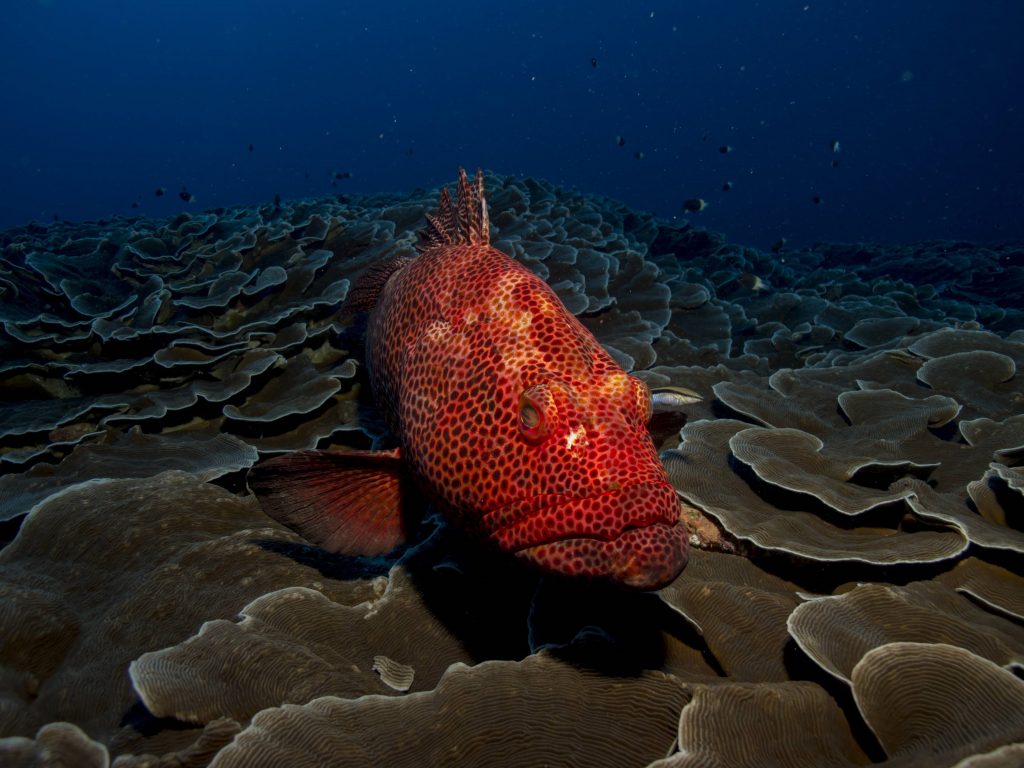 Red Polka Dot Fish , HD Wallpaper & Backgrounds