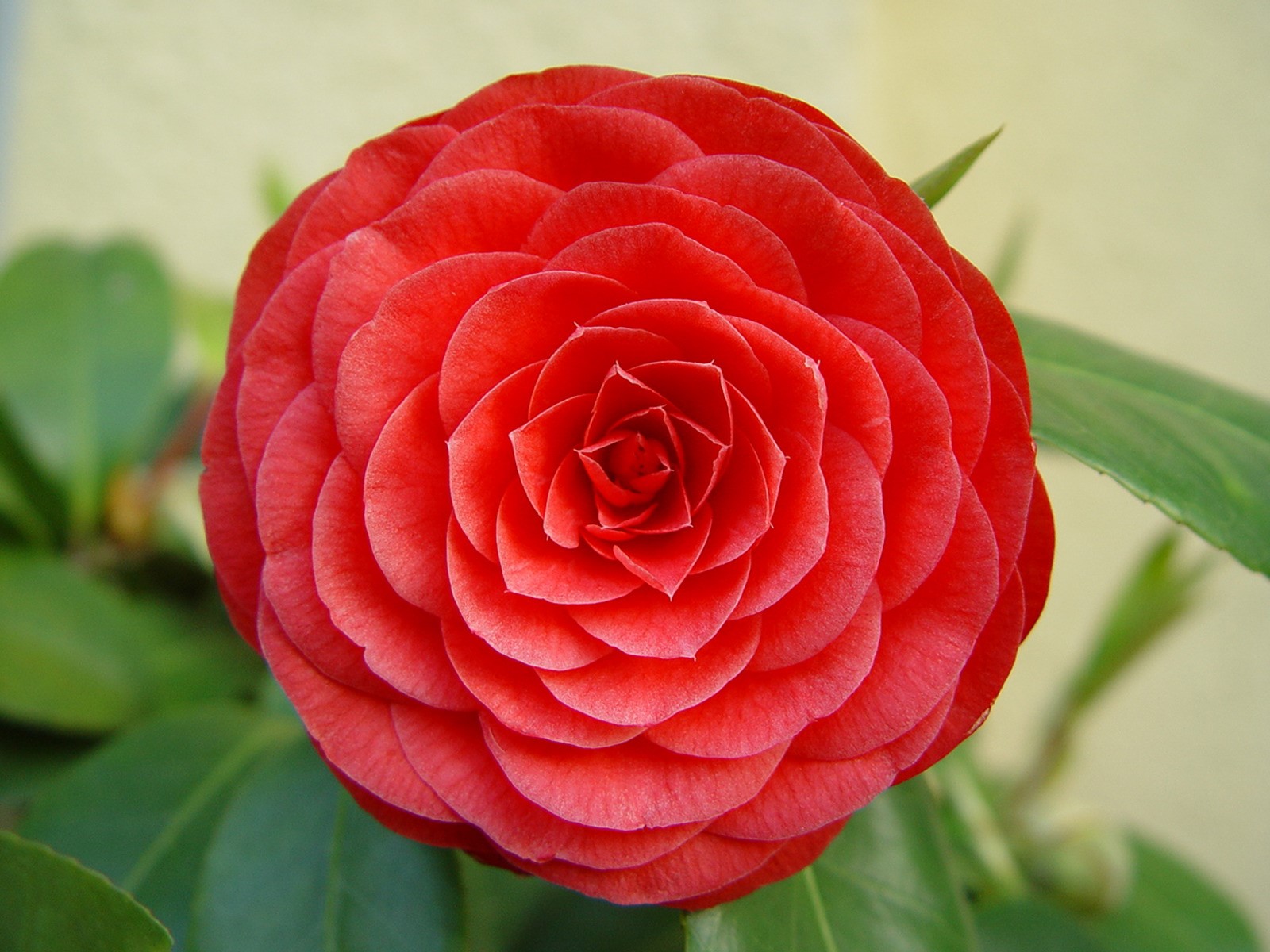 Nice Beautiful Hybrid Red Rose Wallpaper Download - Nice Rose Pic Download , HD Wallpaper & Backgrounds
