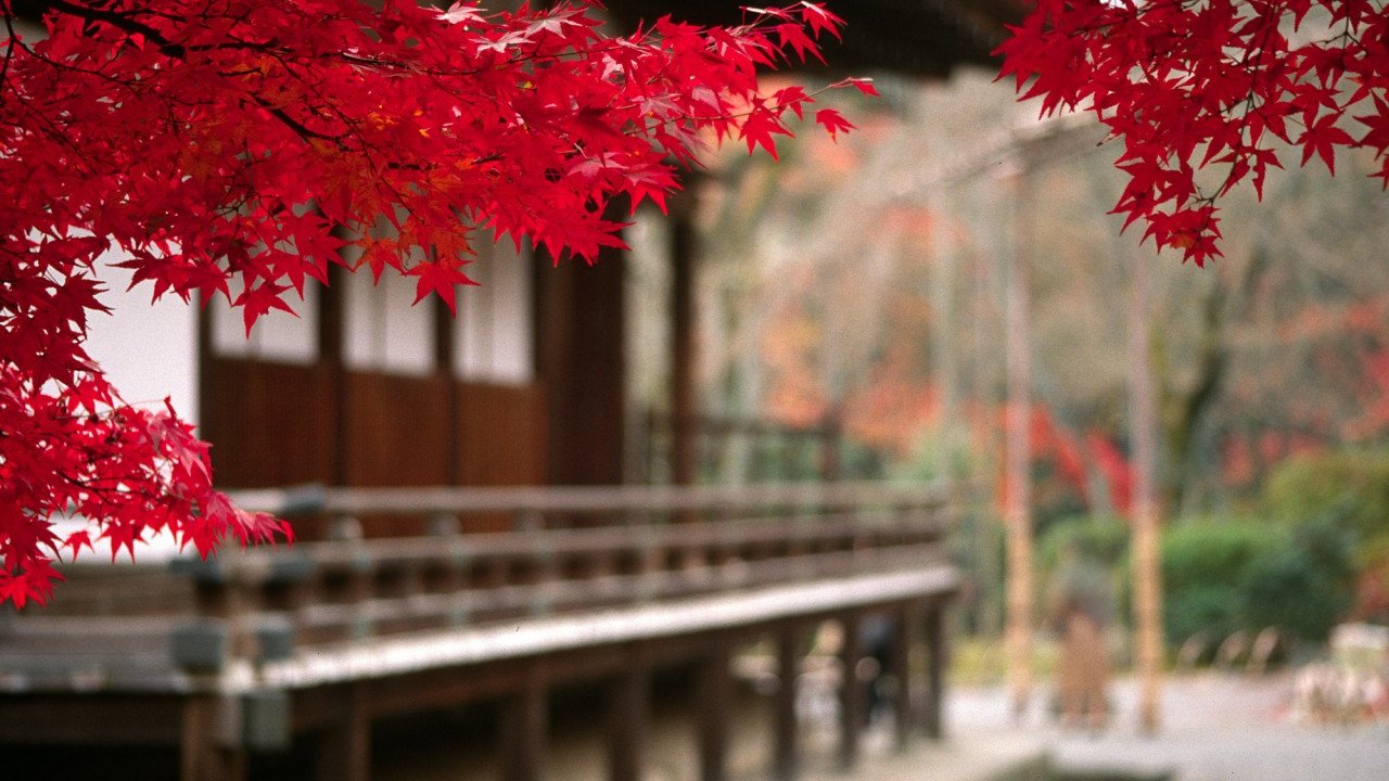 Japanese Trees Wallpaper Hd , HD Wallpaper & Backgrounds