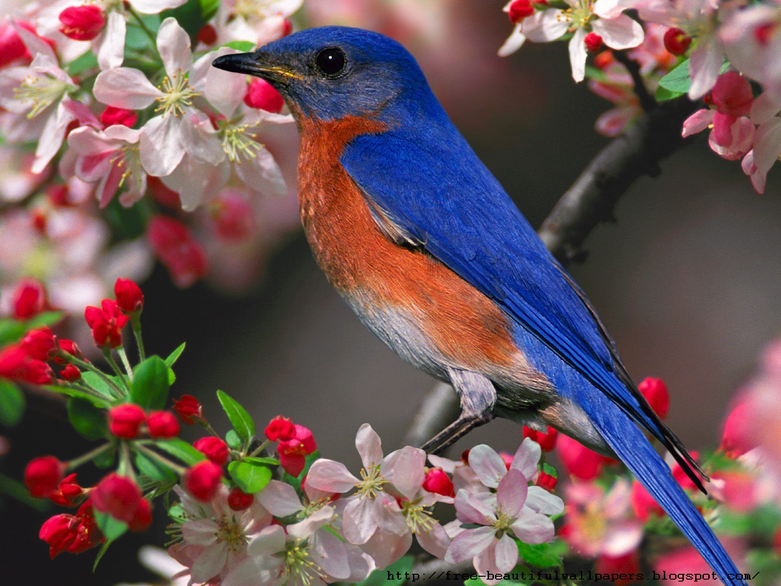 Free Beautiful Wallpapers Download Birds Wallpapers - Birds Images Hd Free Download , HD Wallpaper & Backgrounds