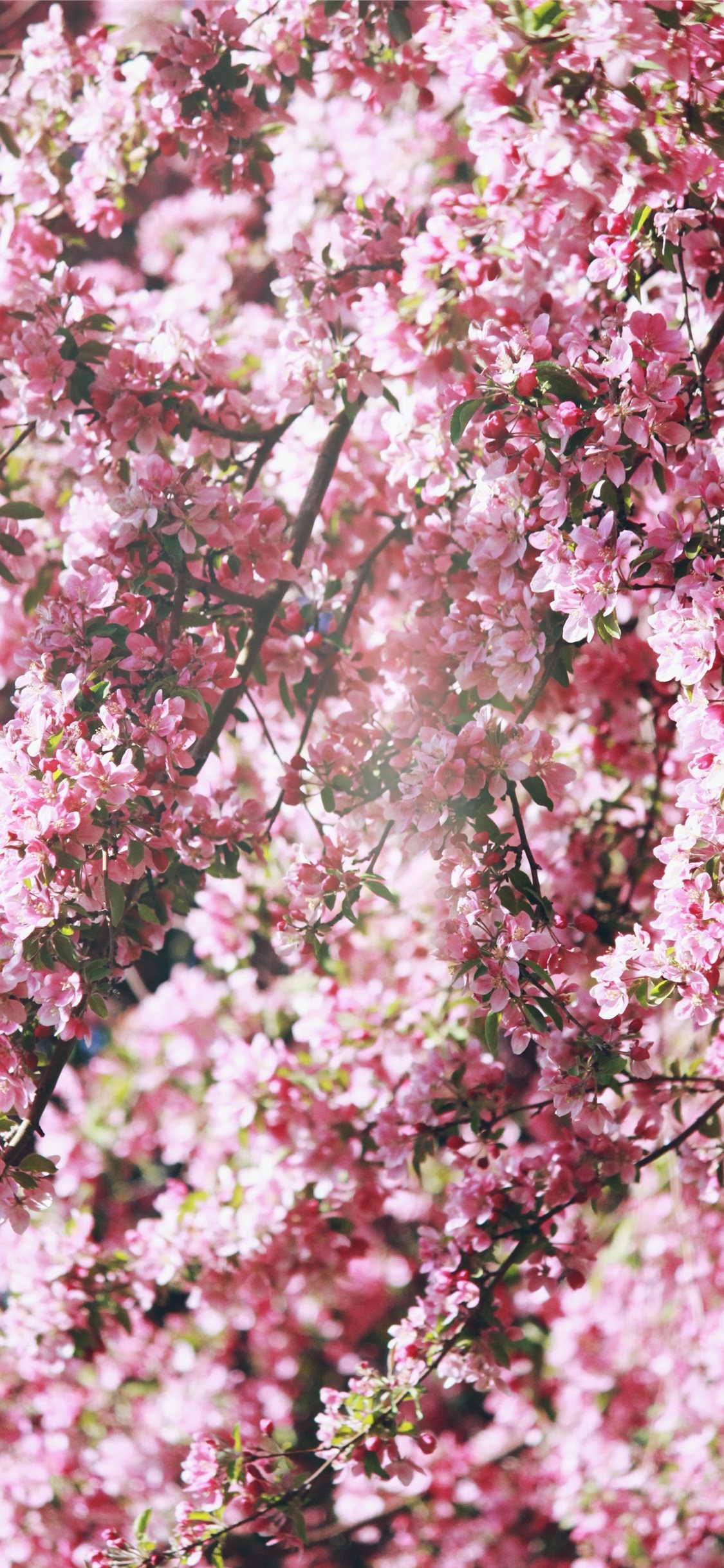 Pink Flower Wallpaper Iphone , HD Wallpaper & Backgrounds