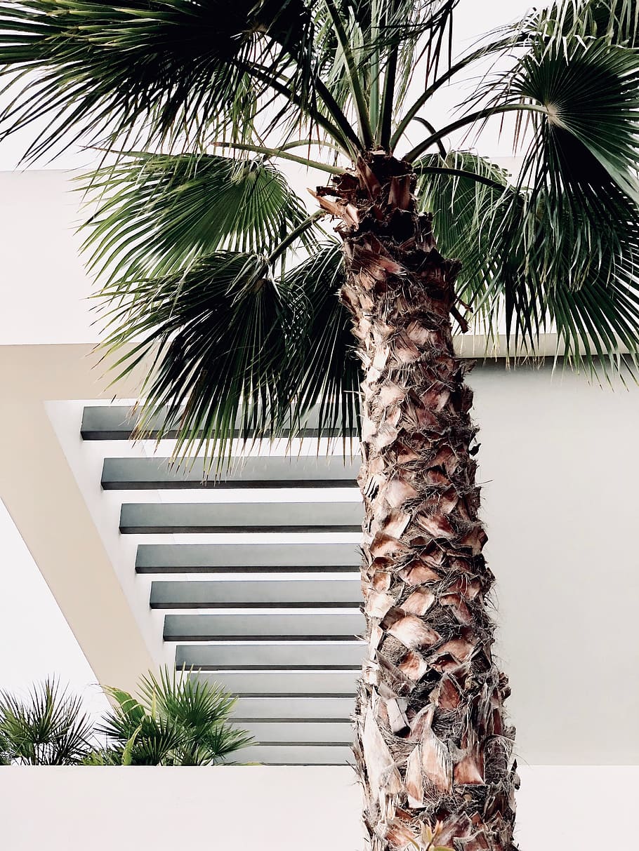 Photo Of Palm Tree, 4k Wallpaper, Leaves, Lock Screen - Palm Tree Leafe Wallpaper 4k , HD Wallpaper & Backgrounds