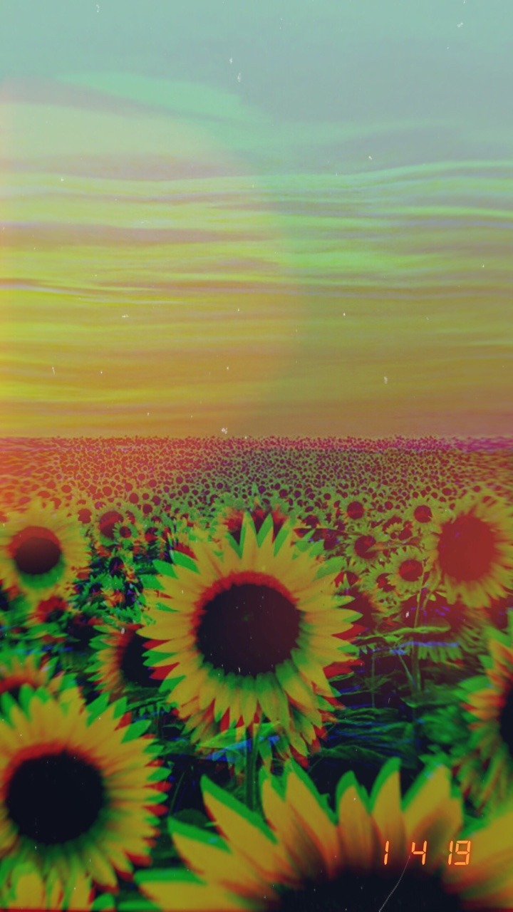 Image - Spain Sunflower Fields , HD Wallpaper & Backgrounds