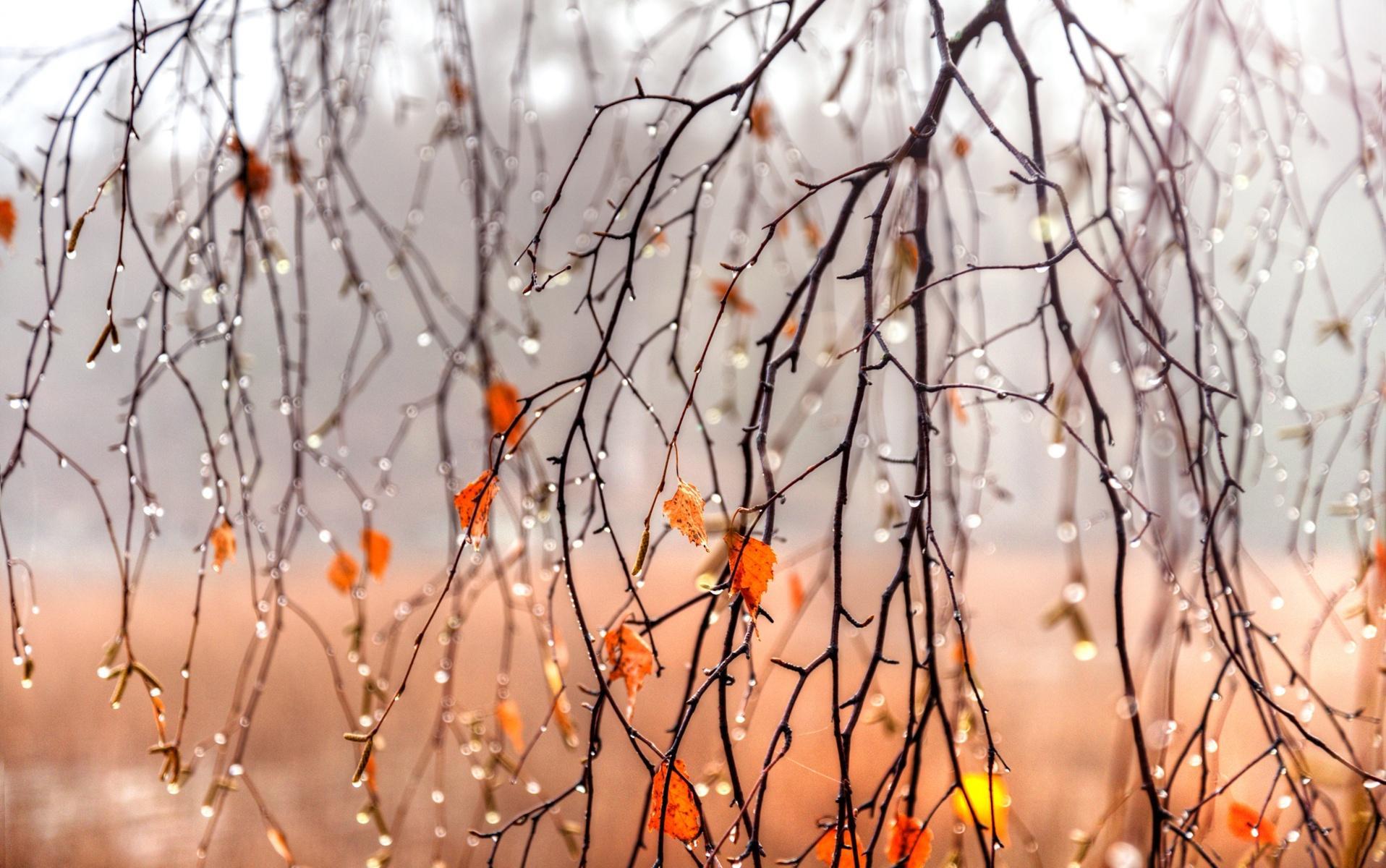 Autumn Rain Live Wallpaper For Android 
 Data-src /full/1379564 - Fall Backgrounds For Google , HD Wallpaper & Backgrounds