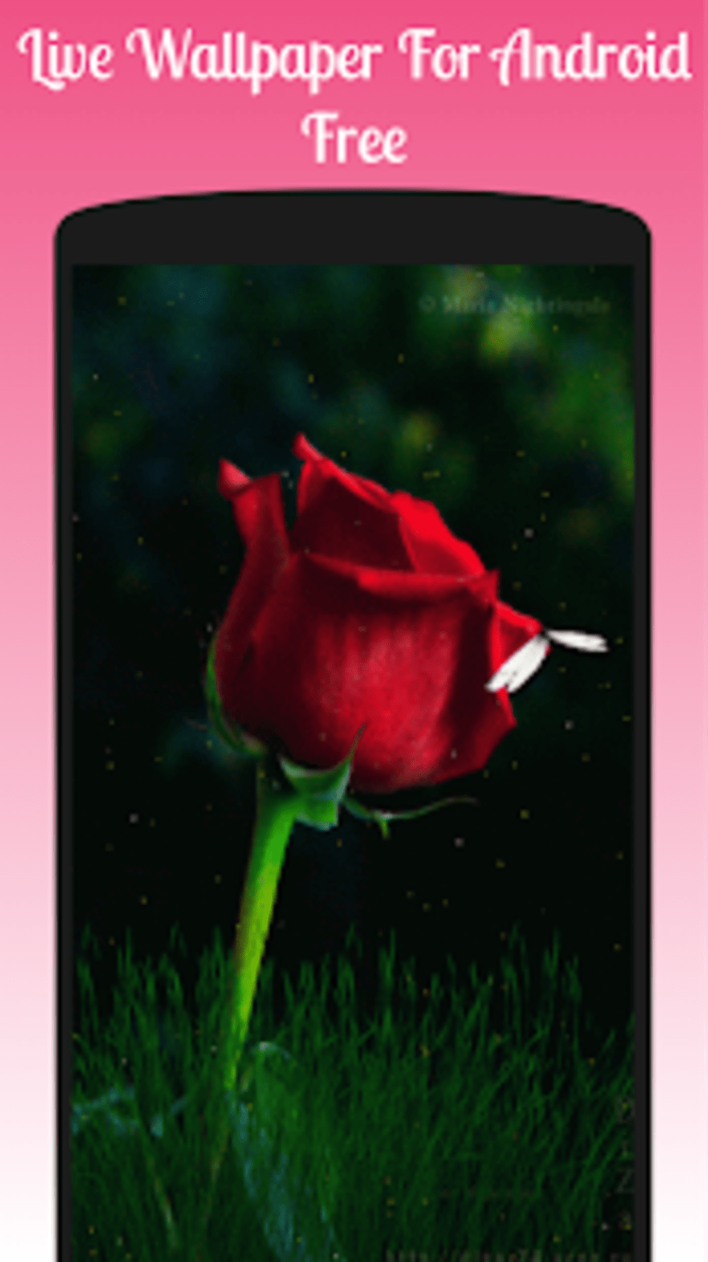 Roses Live Wallpaper 2019 Free Flowersroses Lwp - Magic Good Morning Gif , HD Wallpaper & Backgrounds