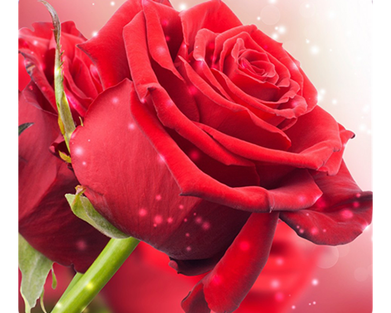 Rain Rose Whatsapp Dp , HD Wallpaper & Backgrounds