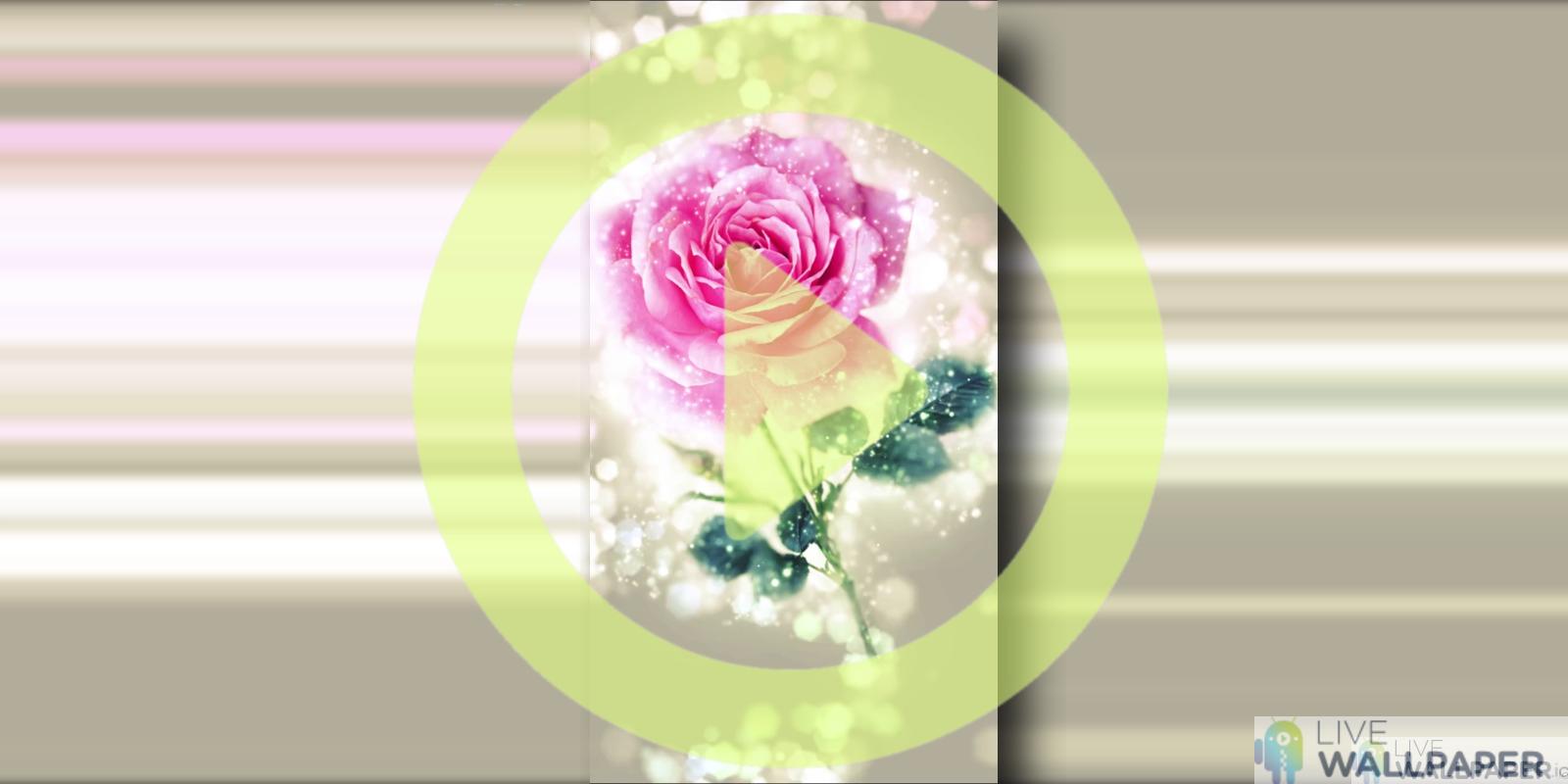 Your Amazing Wallpaper App Store For Android - Garden Roses , HD Wallpaper & Backgrounds