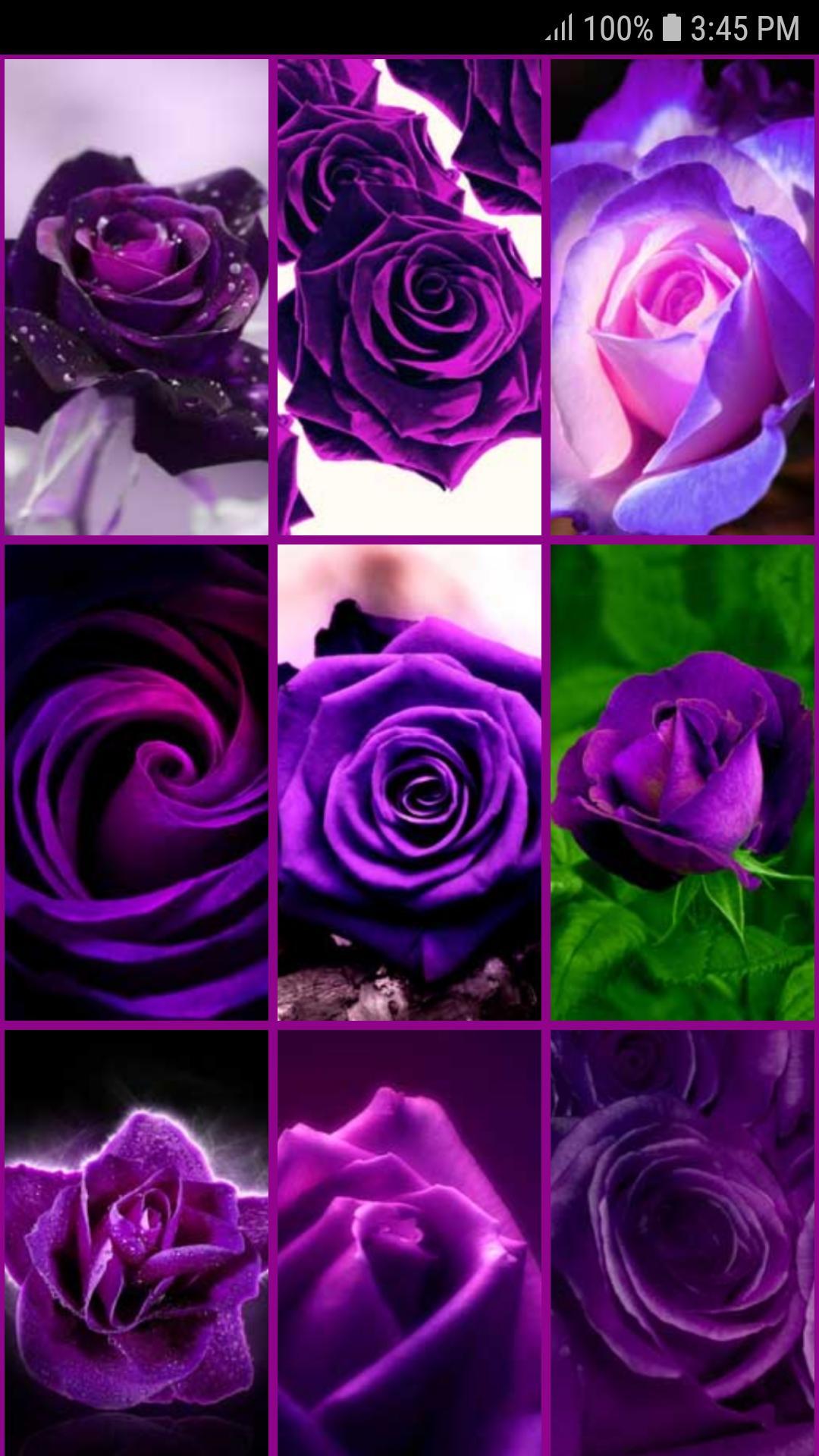 Purple Rose Live Wallpaper For Android Apk Download - Tapety Róże Na Telefon , HD Wallpaper & Backgrounds