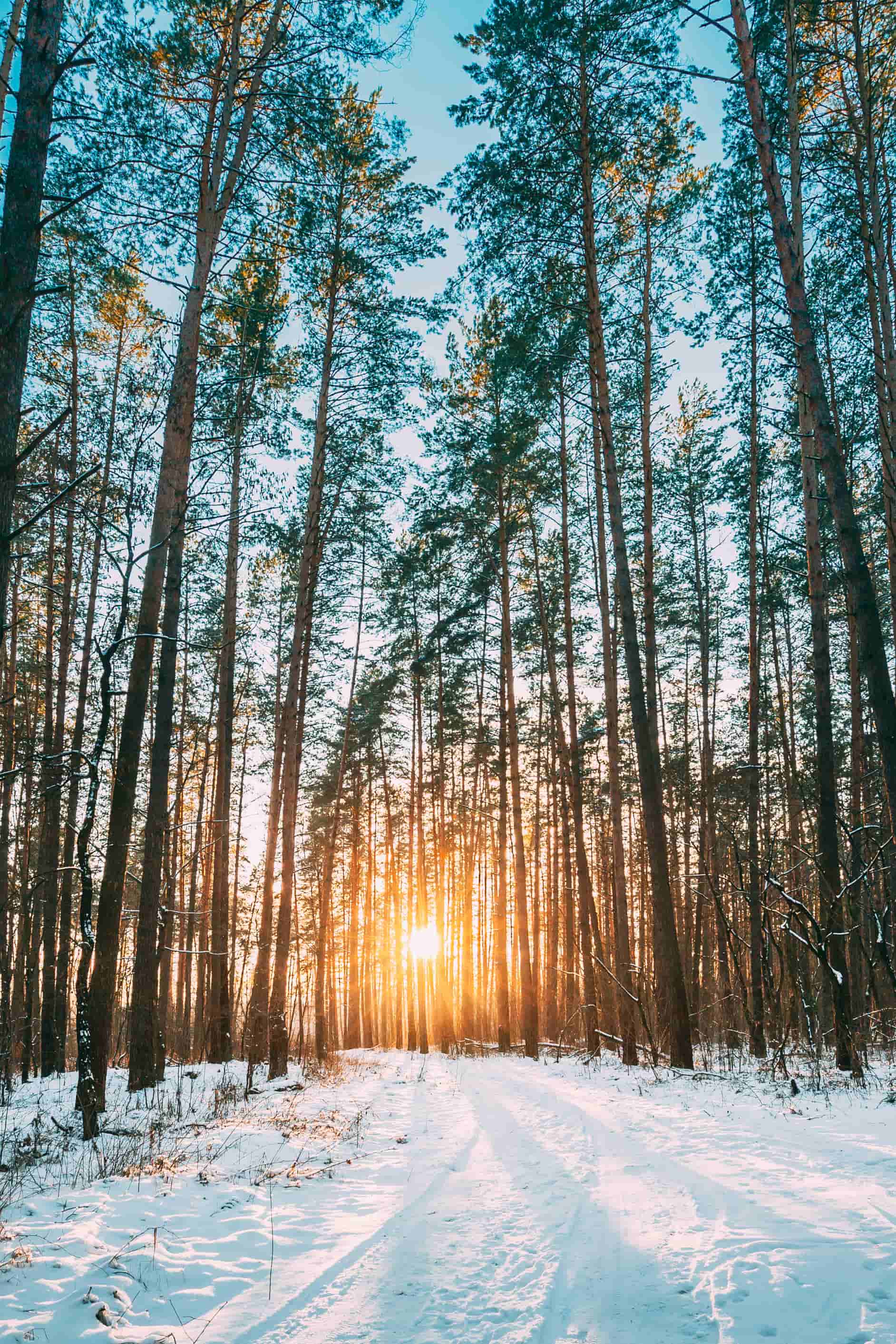 High Resolution Nature Wallpaper For Mobile Phone With - Snowy Forest With Sun , HD Wallpaper & Backgrounds