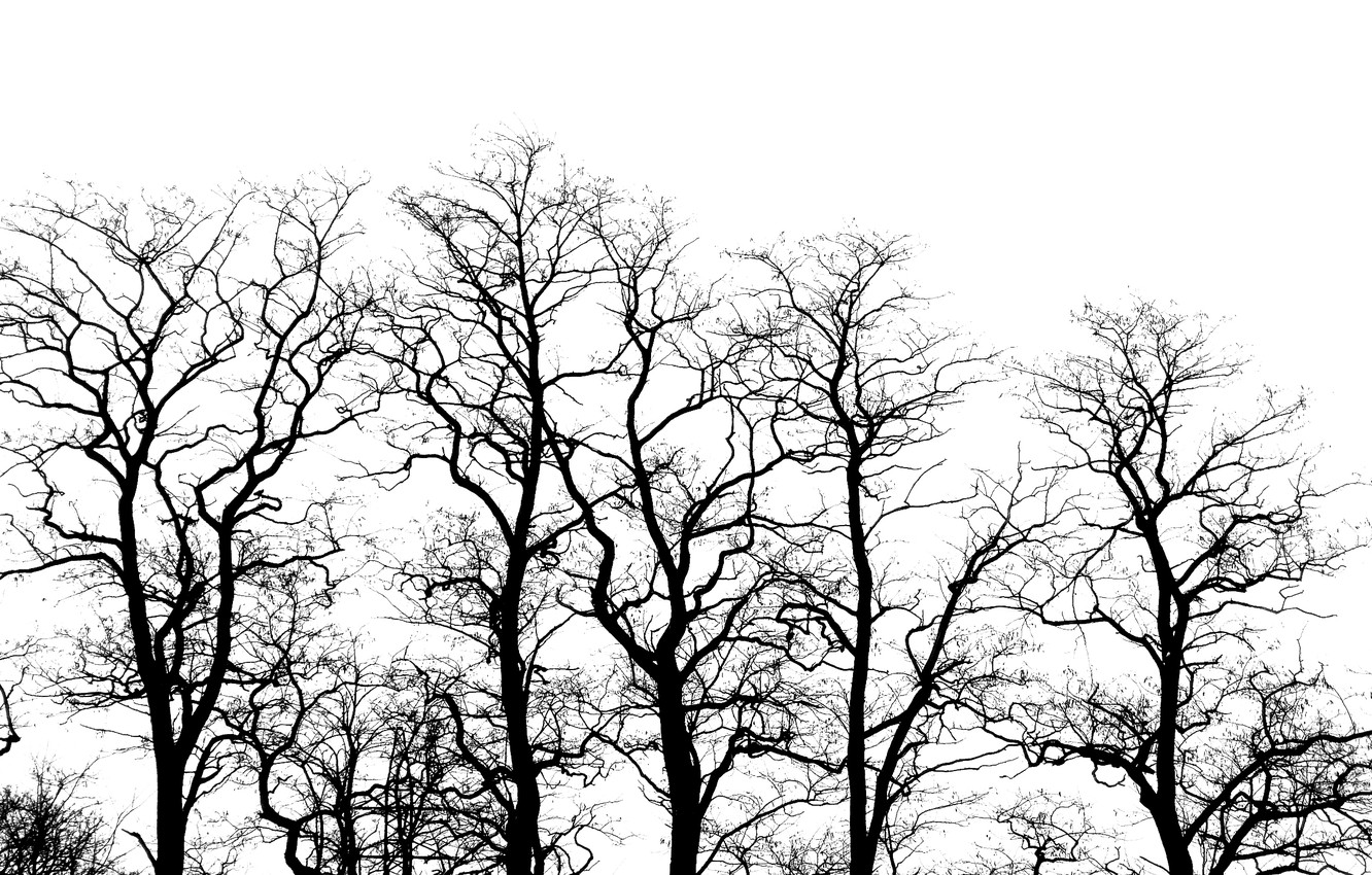 Photo Wallpaper Mood, Trees, Black And White, Acacia - Monochrome , HD Wallpaper & Backgrounds