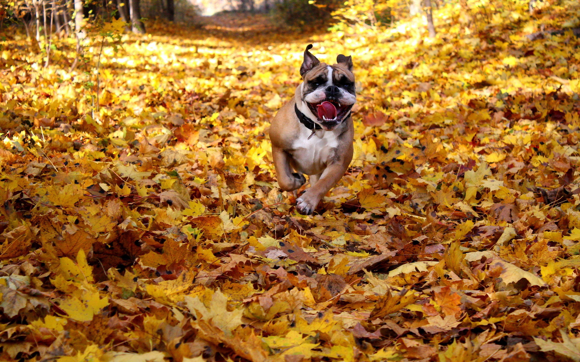 Autumn Bulldog Run Dry Foliage Animals Autumn Leaves - Fall Desktop Backgrounds Dog , HD Wallpaper & Backgrounds