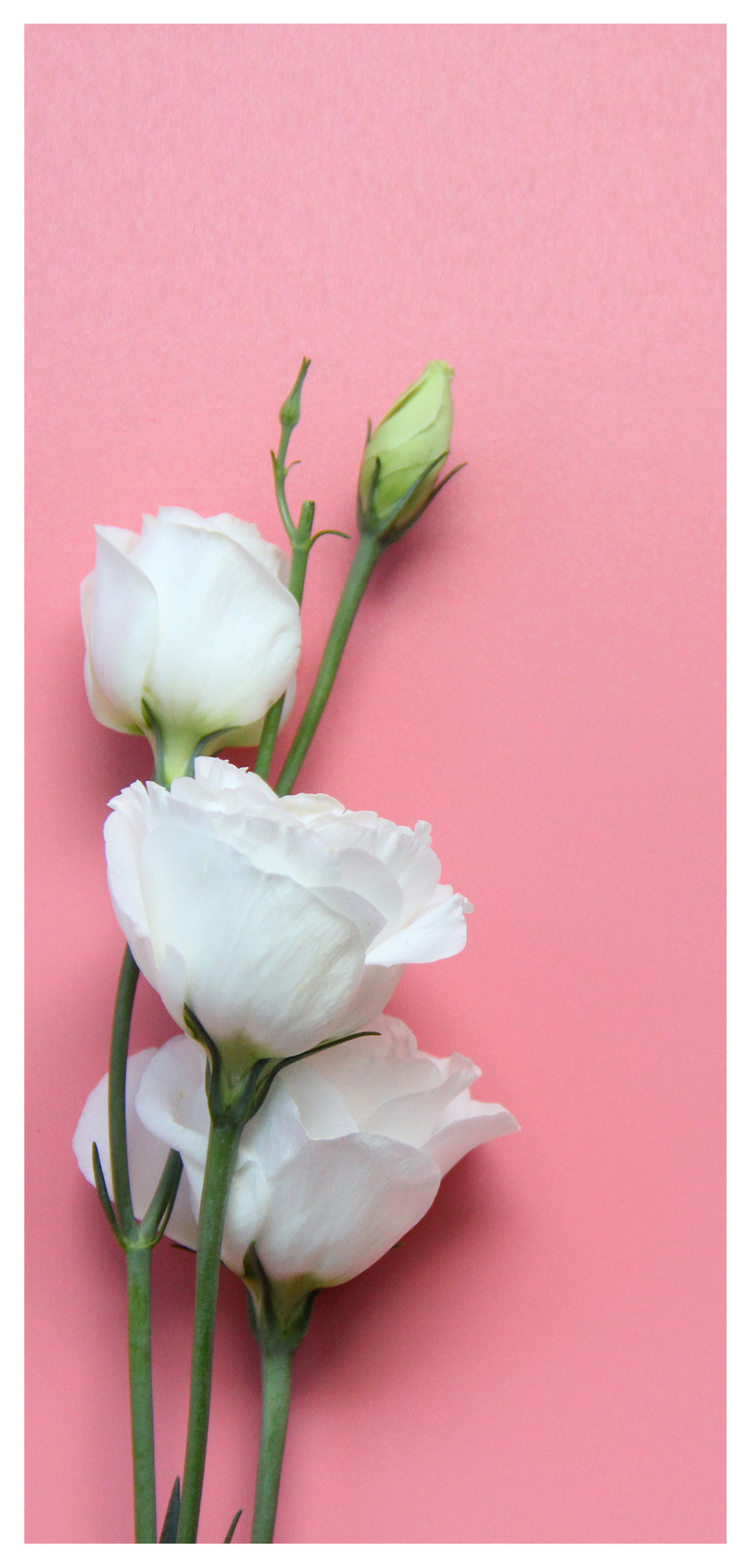 Flower Cellphone Wallpaper - Gambar Wallpaper Bunga , HD Wallpaper & Backgrounds