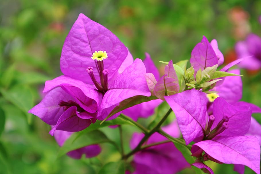 Bunga, Flower, Pink, Green, Nature, Flowering Plant, - Pixabay Bunga , HD Wallpaper & Backgrounds