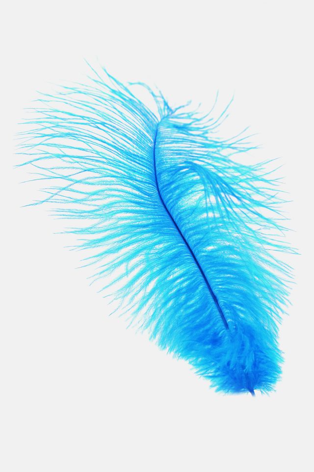 Feather Blue White Nature Minimal Iphone Wallpaper - Iphone X Wallpaper 4k White , HD Wallpaper & Backgrounds