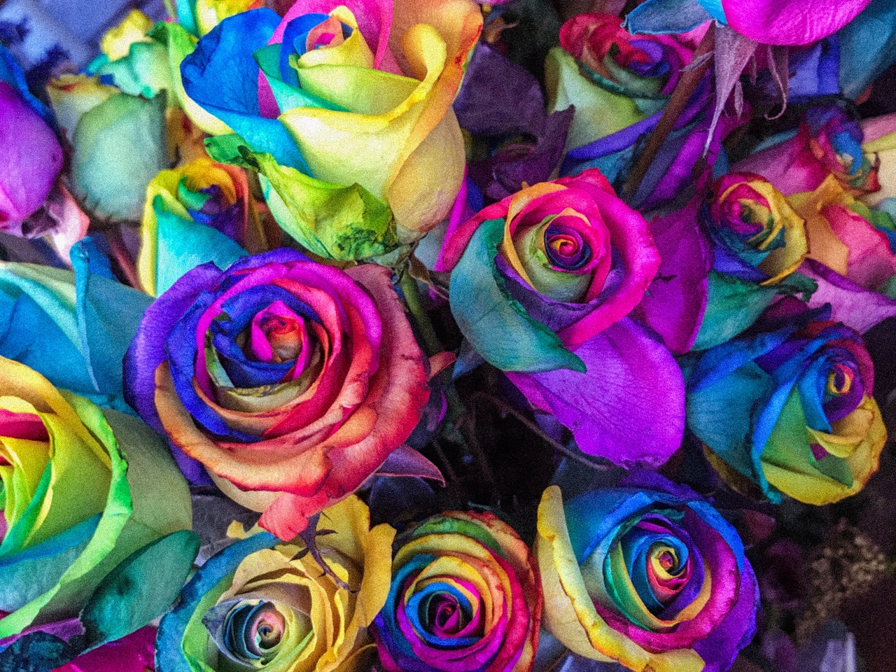 Wallpaper Roses, Colorful, Bouquet, Colourful - Colorful Hd Wallpapers For Laptop , HD Wallpaper & Backgrounds